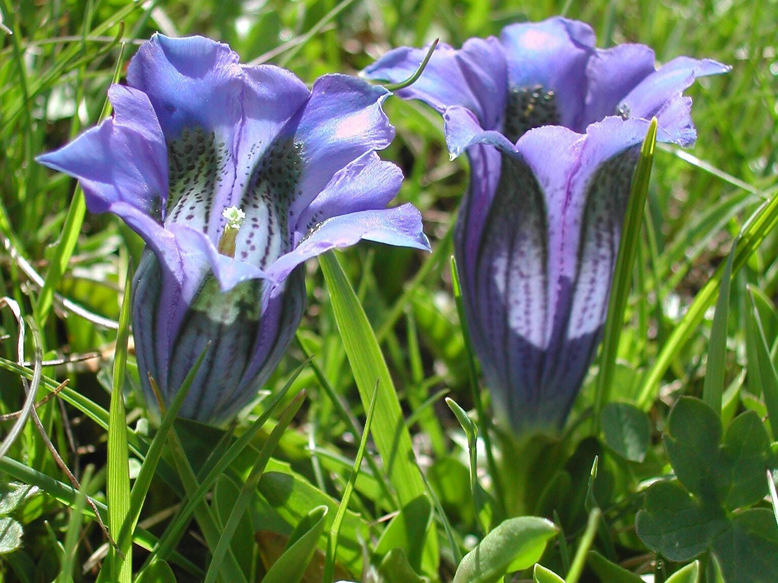 Frühlingswanderung im Nationalpark Stilfserjoch - Vinschgau - #1 - suedtirol.info