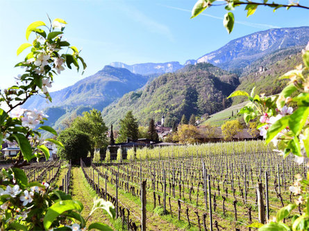 Spring hike through the flowering orchards: enjoy in nature Nals/Nalles 3 suedtirol.info