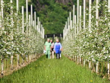 Frühlingswanderung durch die blühenden Obstgärten: Genießen in der Natur Nals 1 suedtirol.info