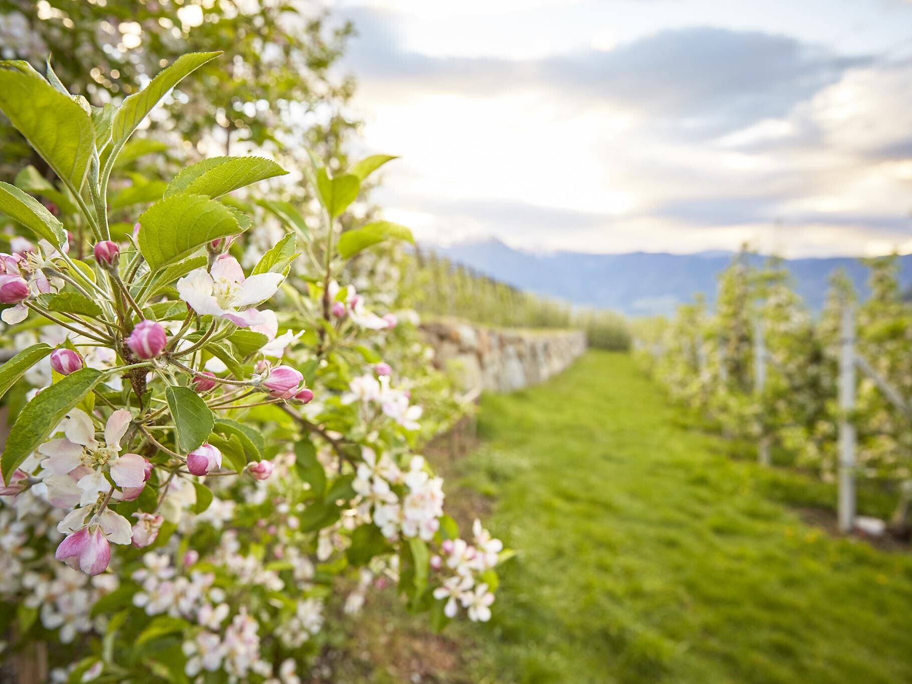 Hiking Tour: Naturns - Partschins - Plars - Meran/Merano and environs - #3 - suedtirol.info