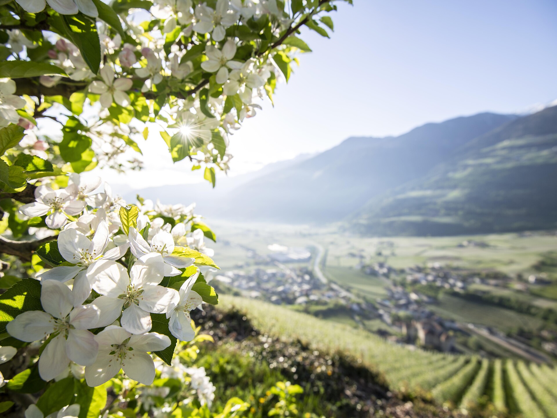 Hiking Tour: Naturns - Partschins - Plars - Meran/Merano and environs - #2 - suedtirol.info