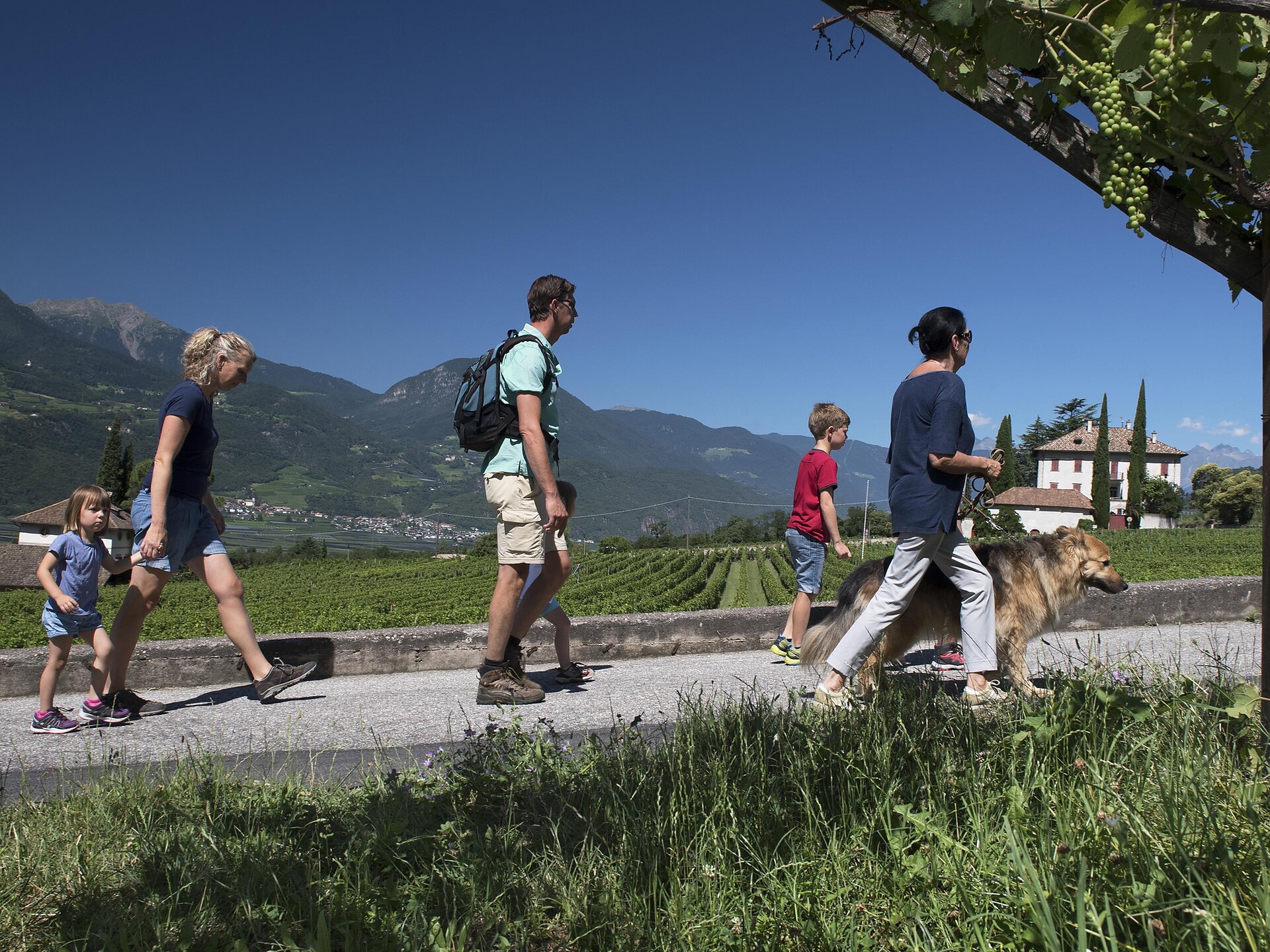 Guided tour of Terlan's wine path Terlan/Terlano 1 suedtirol.info
