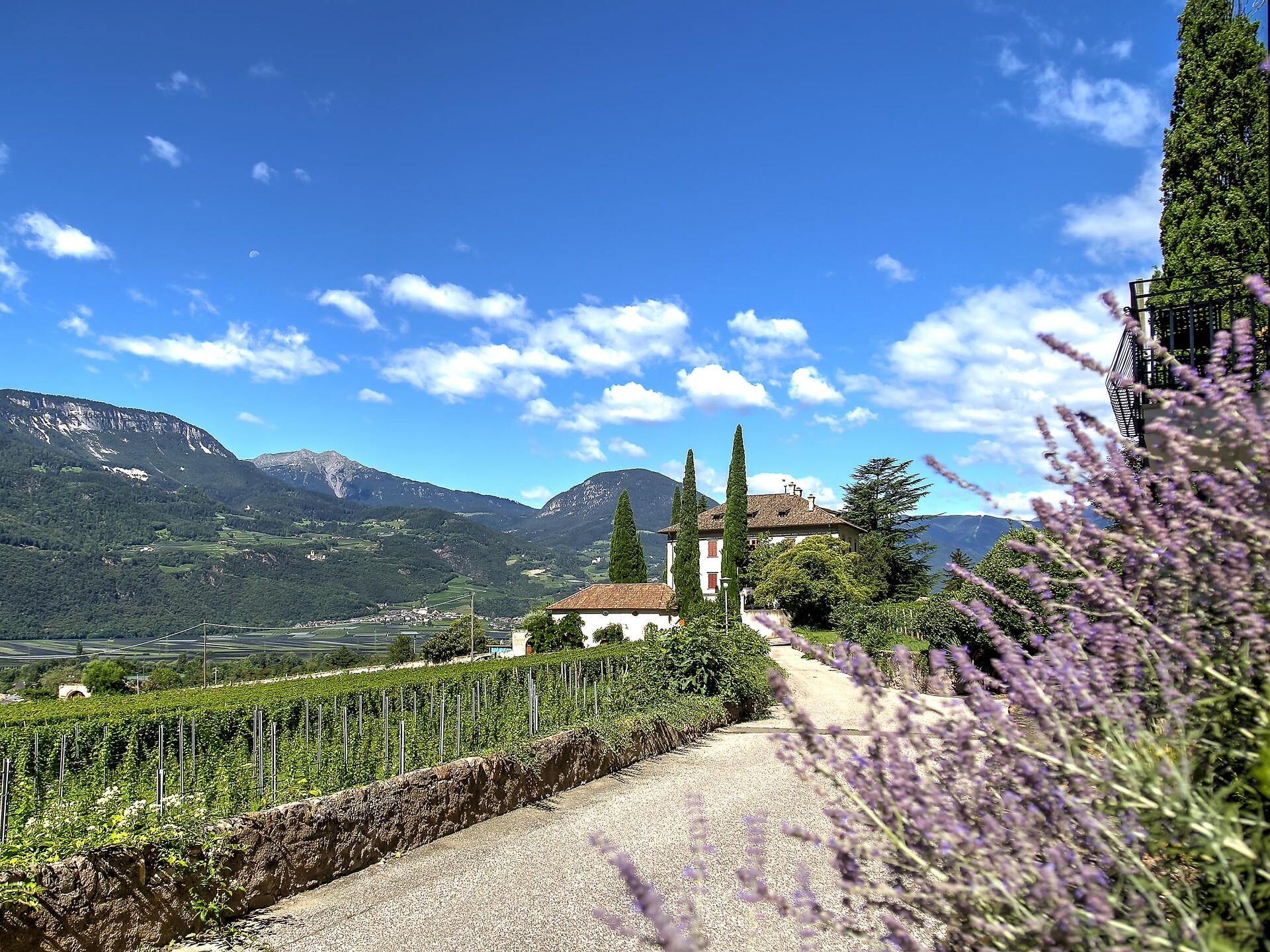Guided tour of Terlan's wine path Terlan/Terlano 3 suedtirol.info