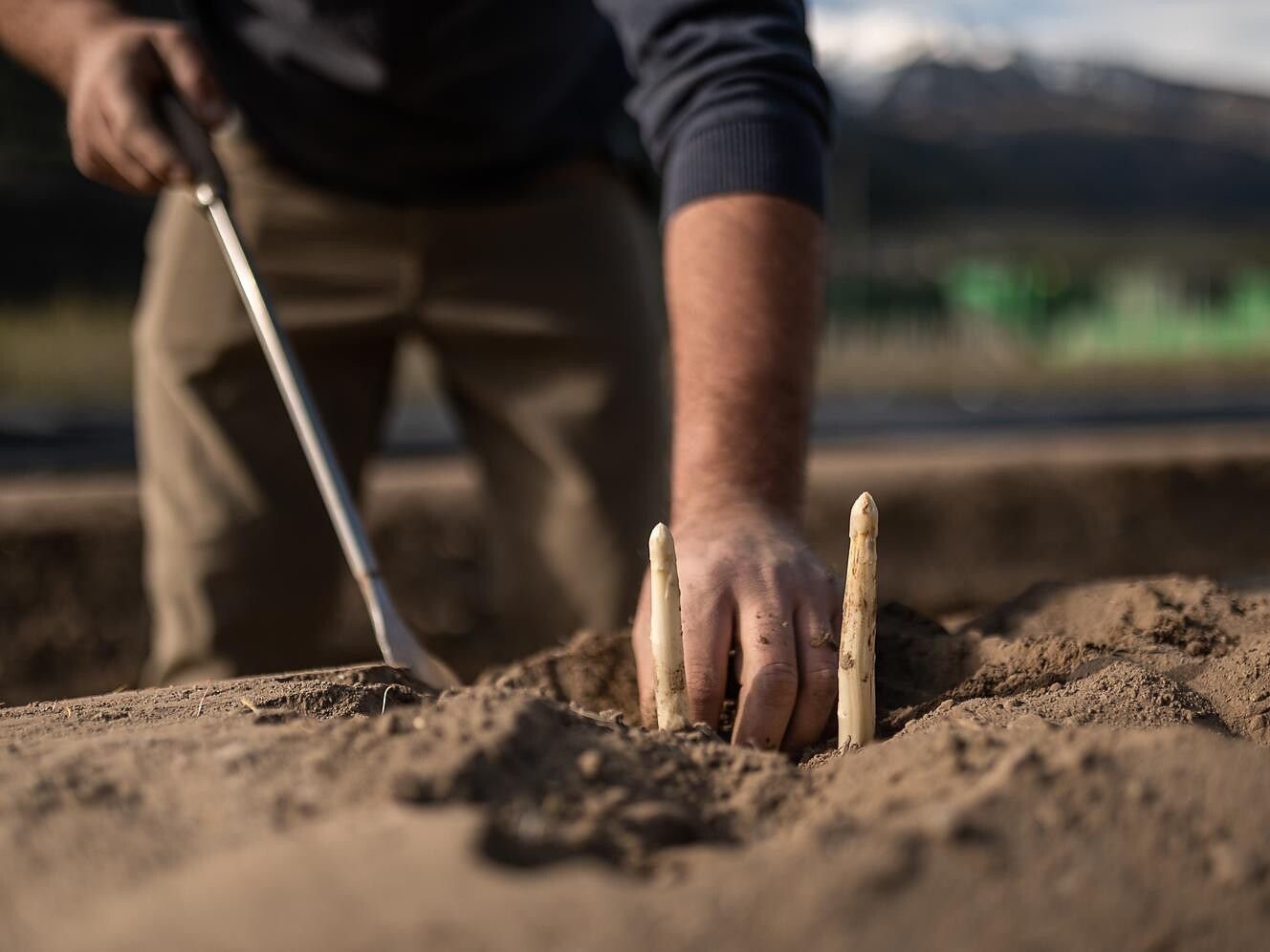 Visita guidata alle delizie della stagione degli asparagi a Köfelgut - Val Venosta - #2 - suedtirol.info