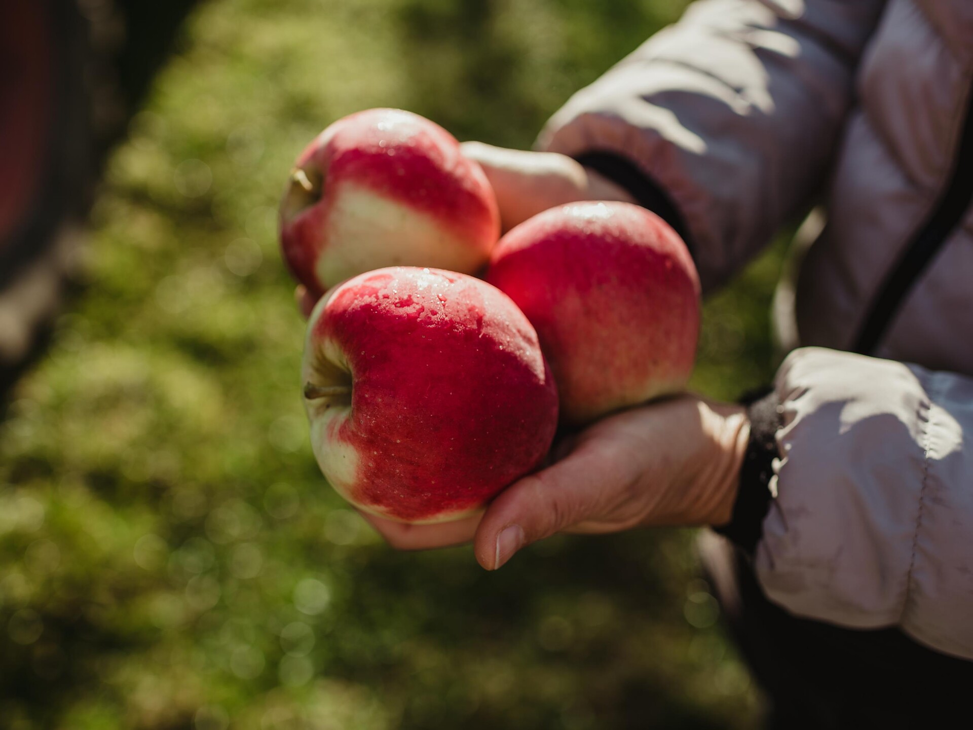 Guided tour of the MIVOR fruit cooperative - Vinschgau/Val Venosta - #1 - suedtirol.info