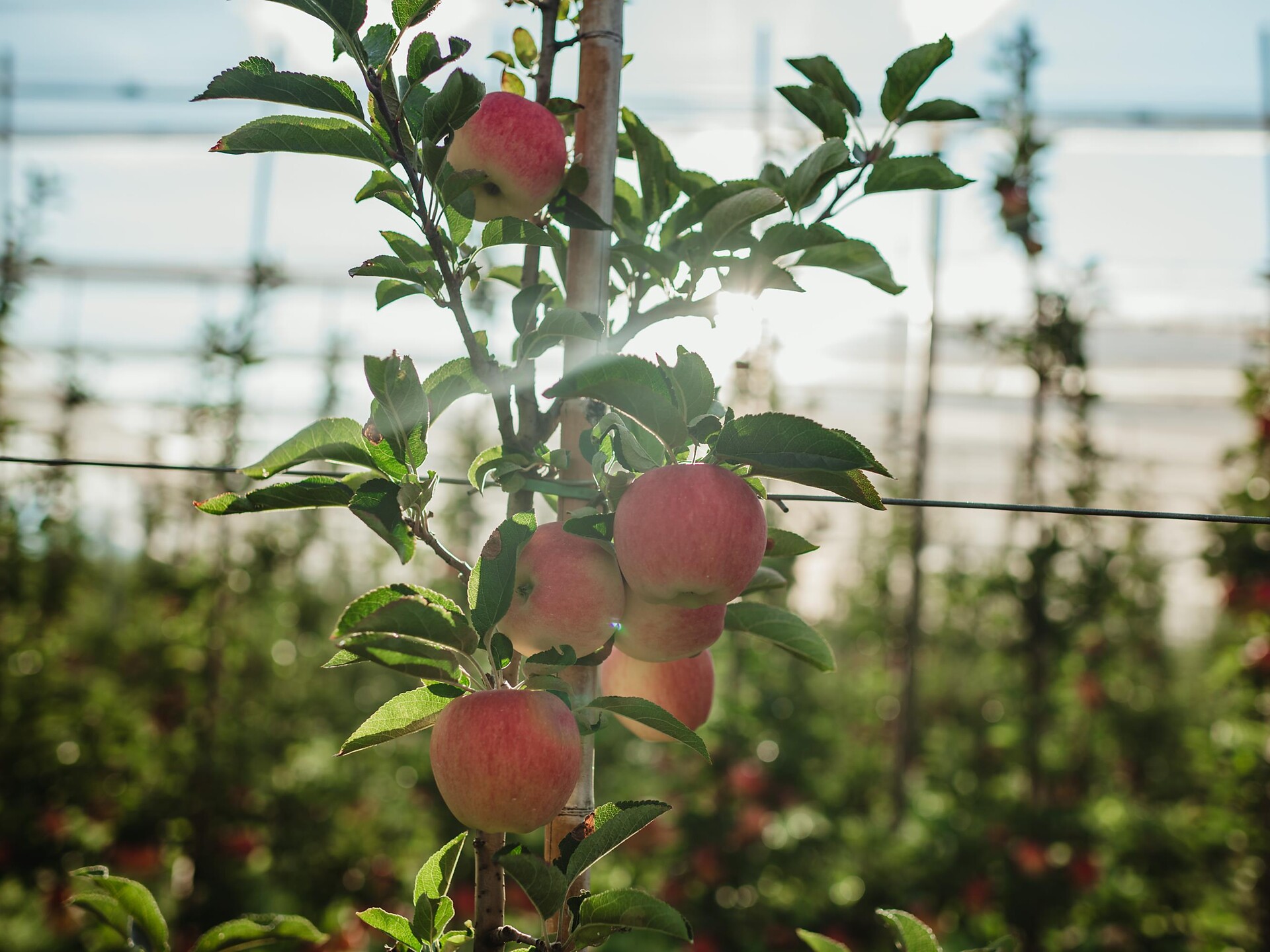 Guided tour of the MIVOR fruit cooperative - Vinschgau/Val Venosta - #2 - suedtirol.info