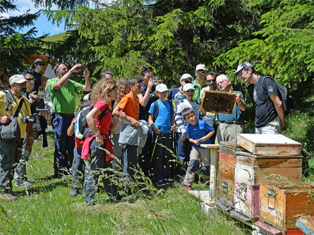 Family hike with visit of a beehive Sëlva/Selva 3 suedtirol.info