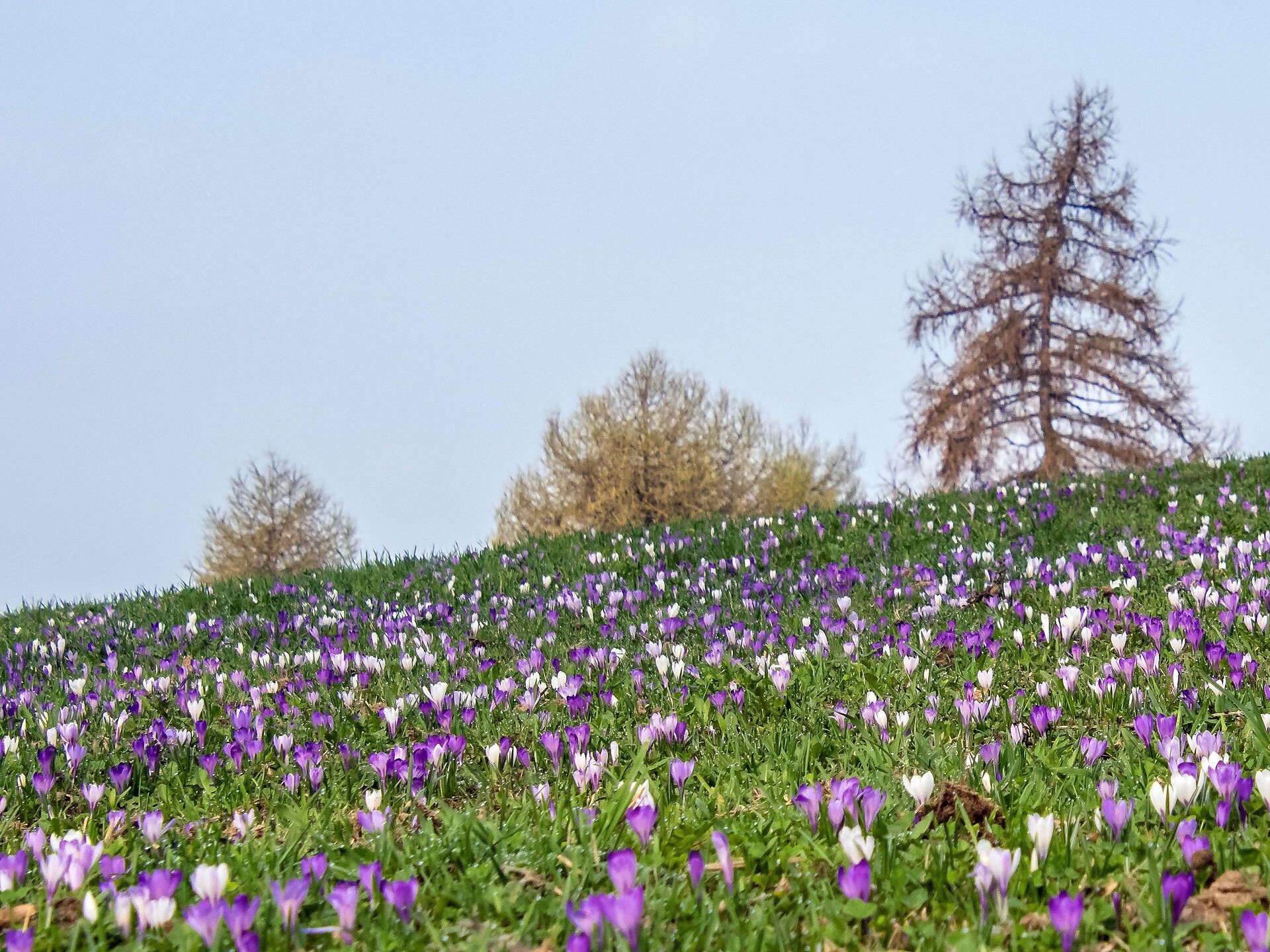 Concerto di Primavera - Bolzano e dintorni - #1 - suedtirol.info
