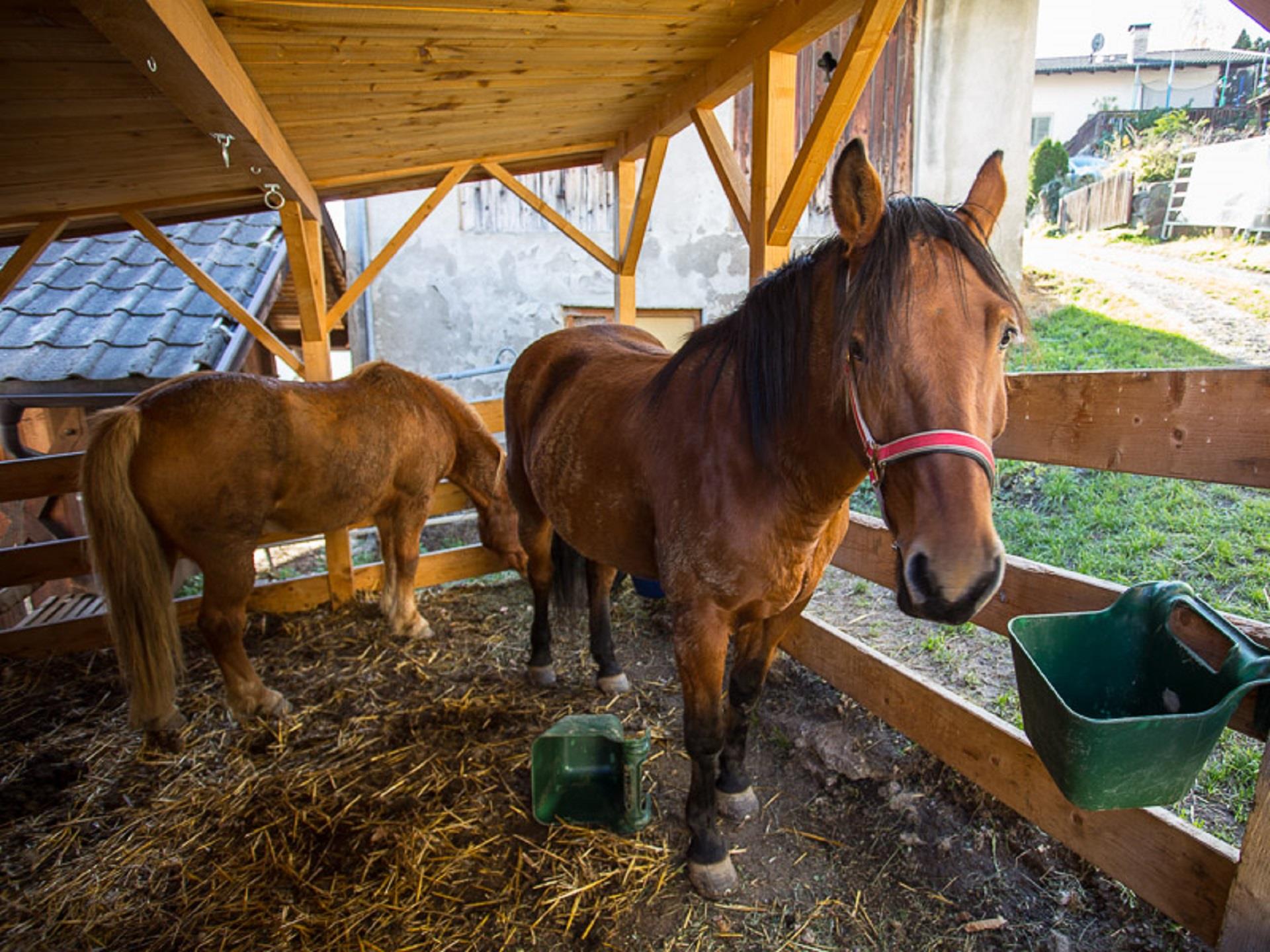 Focus on the family: experience life on the farm first hand Villanders/Villandro 3 suedtirol.info