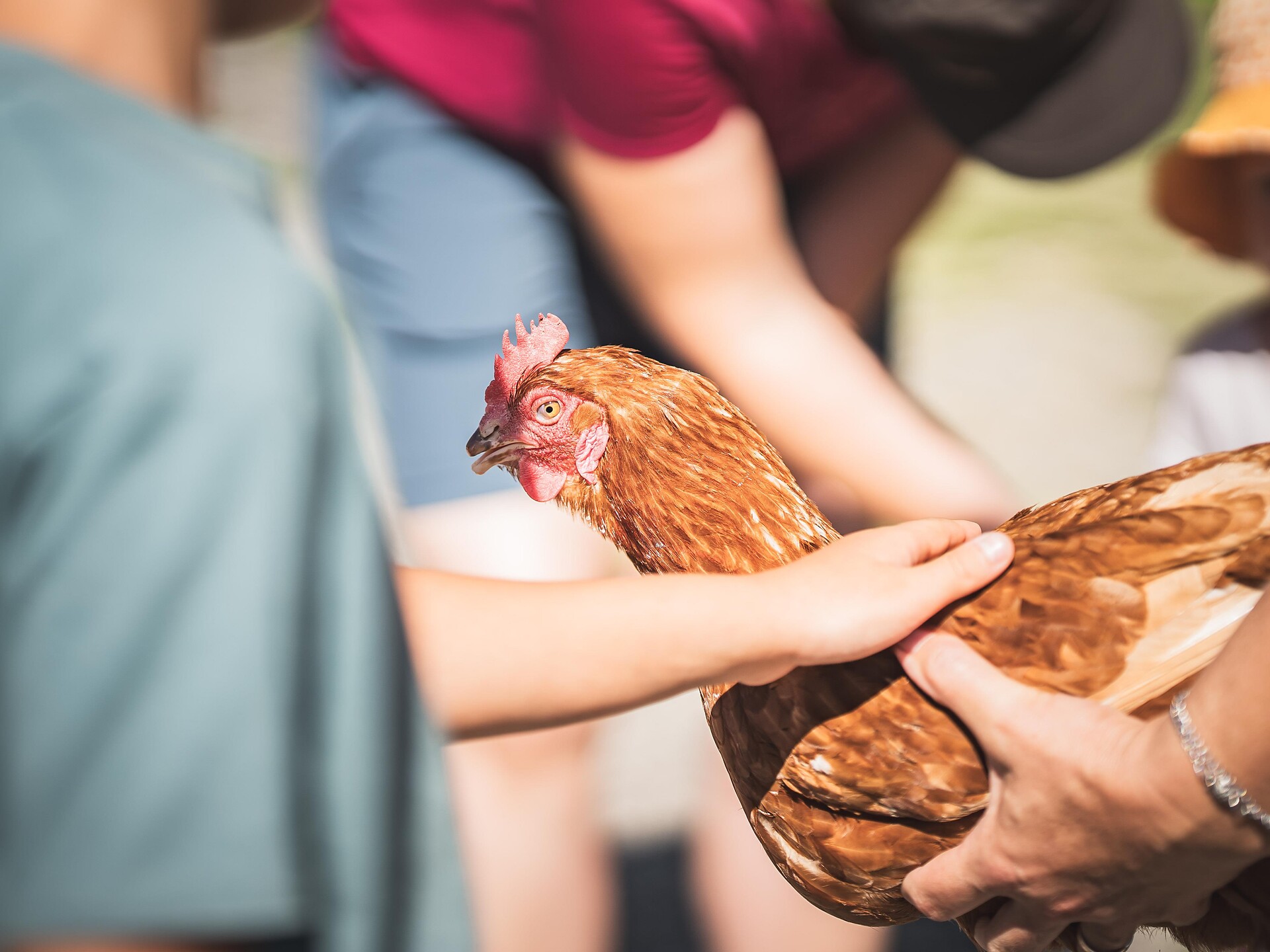 Focus on the family: experience life on the farm first hand - Brixen/Bressanone and environs - #1 - suedtirol.info