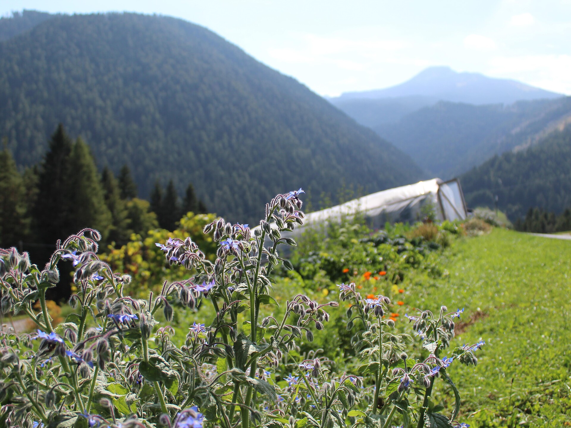 Führung durch die Permakultur Gärten Deutschnofen 3 suedtirol.info