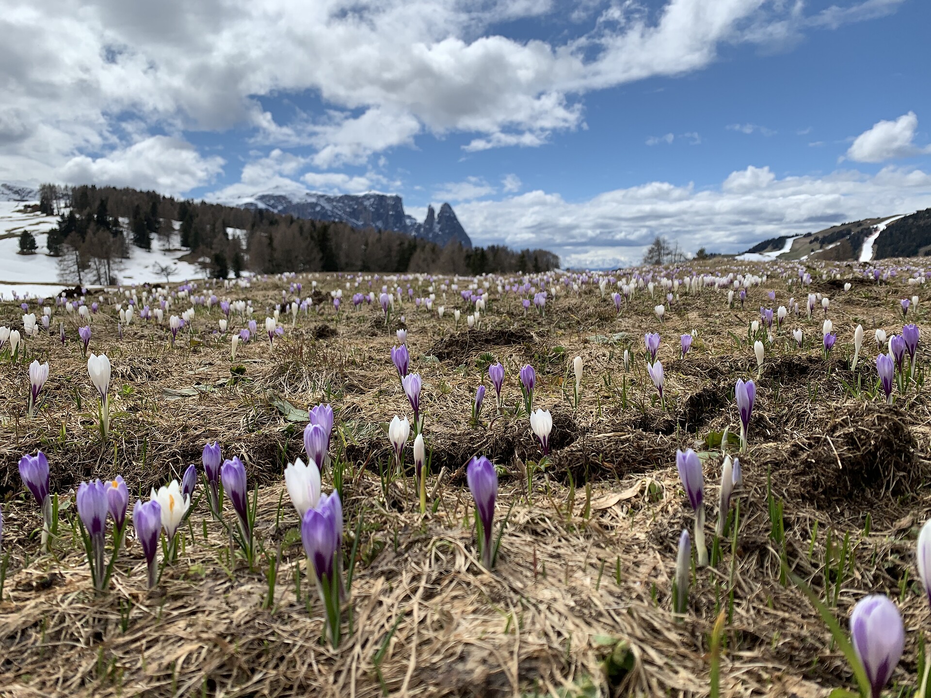 Giro primaverile con Michaela Prister - Regione dolomitica Alpe di Siusi - #1 - suedtirol.info