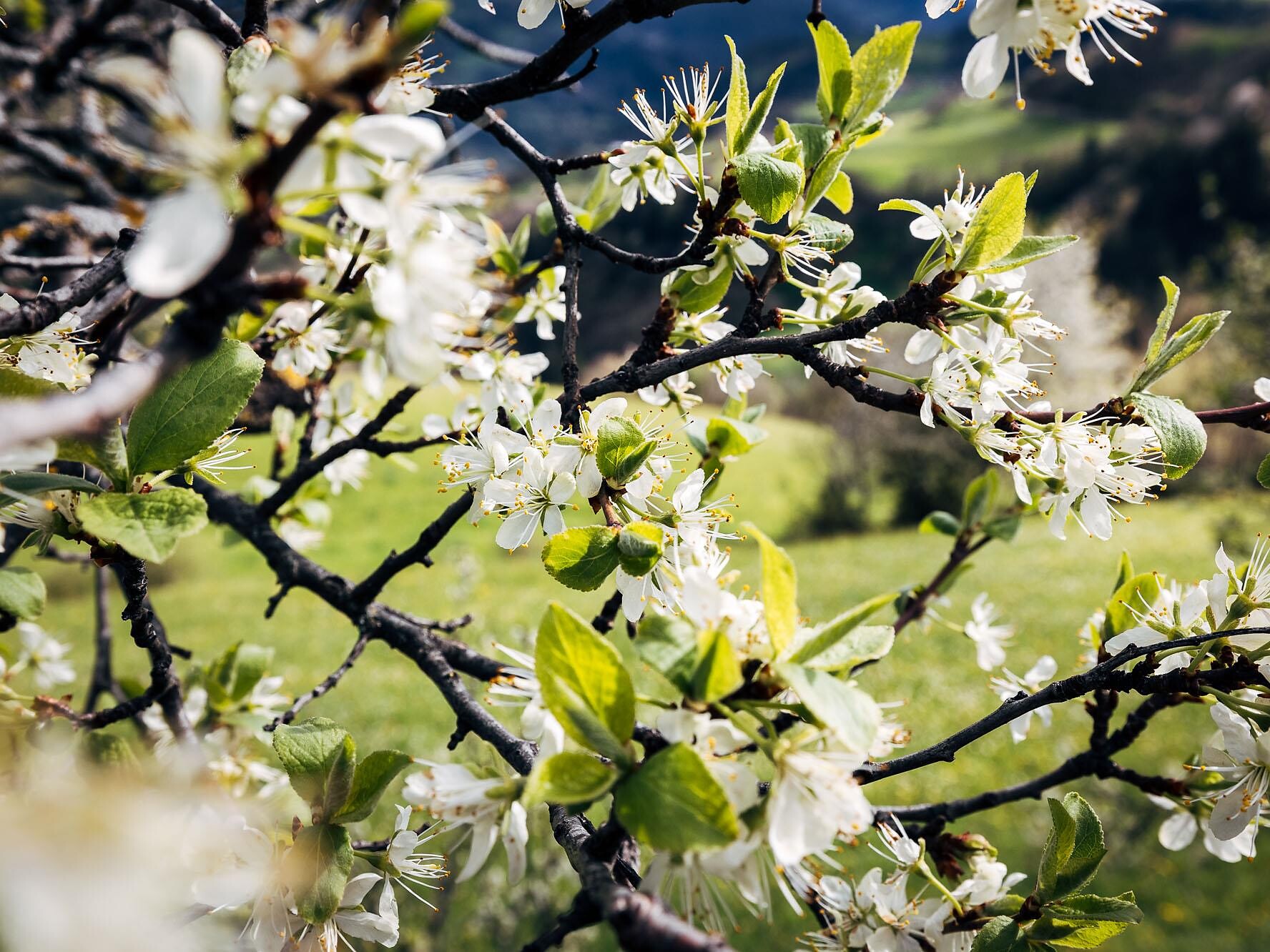 Risveglio di primavera sul Sentiero dei Minatori - Bressanone e dintorni - #1 - suedtirol.info