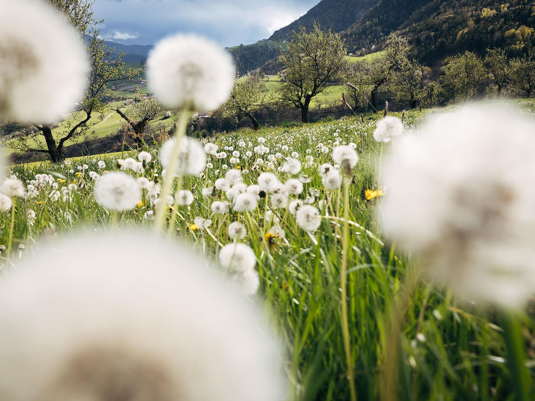Risveglio di primavera sul Sentiero dei Minatori - Bressanone e dintorni - #2 - suedtirol.info