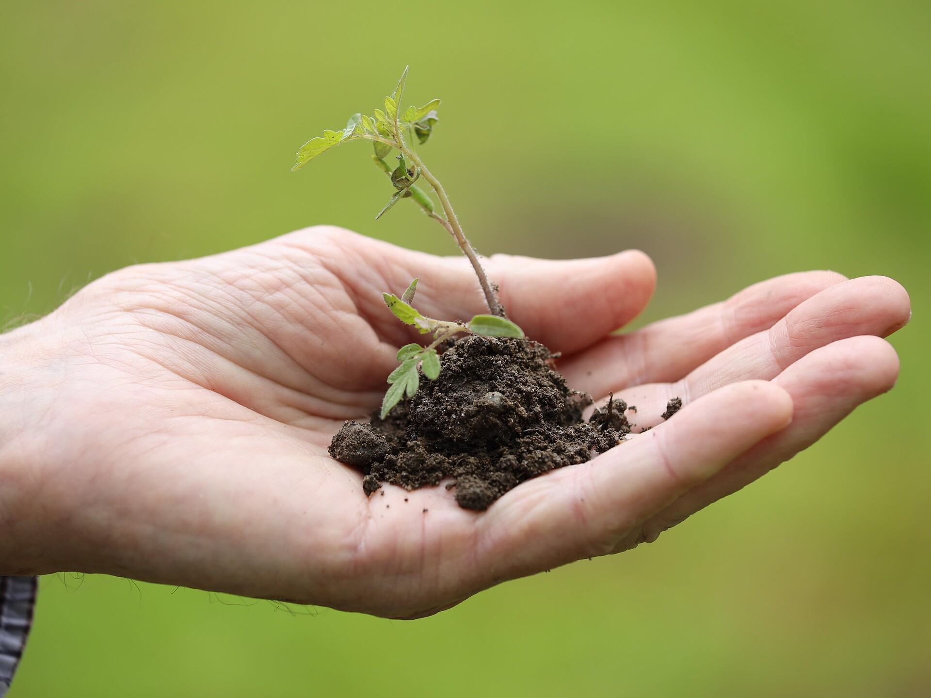 FrühlingsSchmaus & Pflanzentausch - Colazione di primavera & Scambio di piante - Merano e dintorni - #2 - suedtirol.info