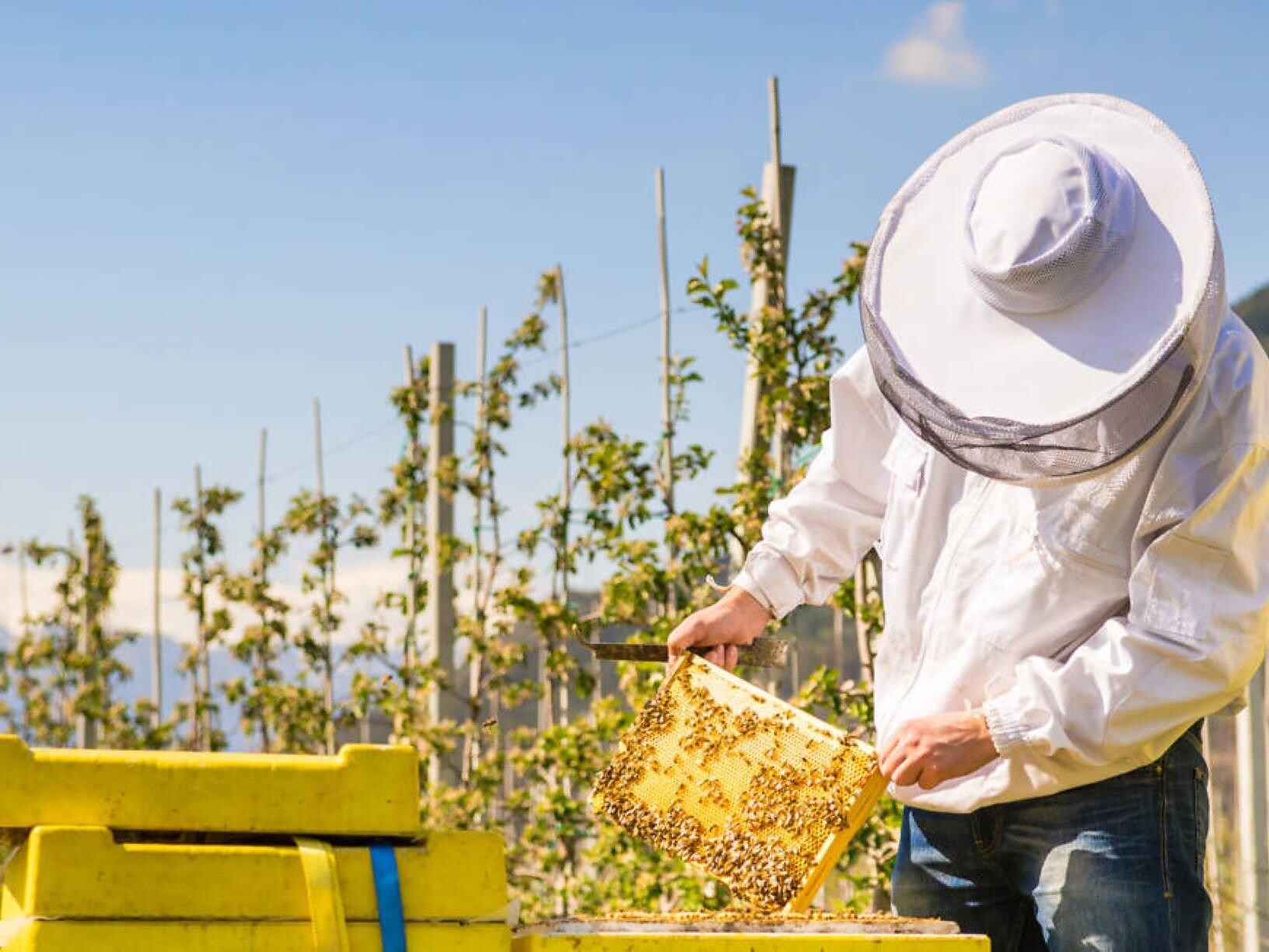 Guided tour with the beekeeper Bienenmichl - Meran/Merano and environs - #2 - suedtirol.info