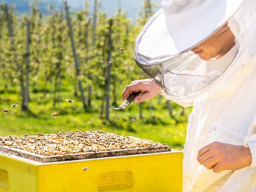 Guided tour with the beekeeper Bienenmichl - Meran/Merano and environs - #3 - suedtirol.info