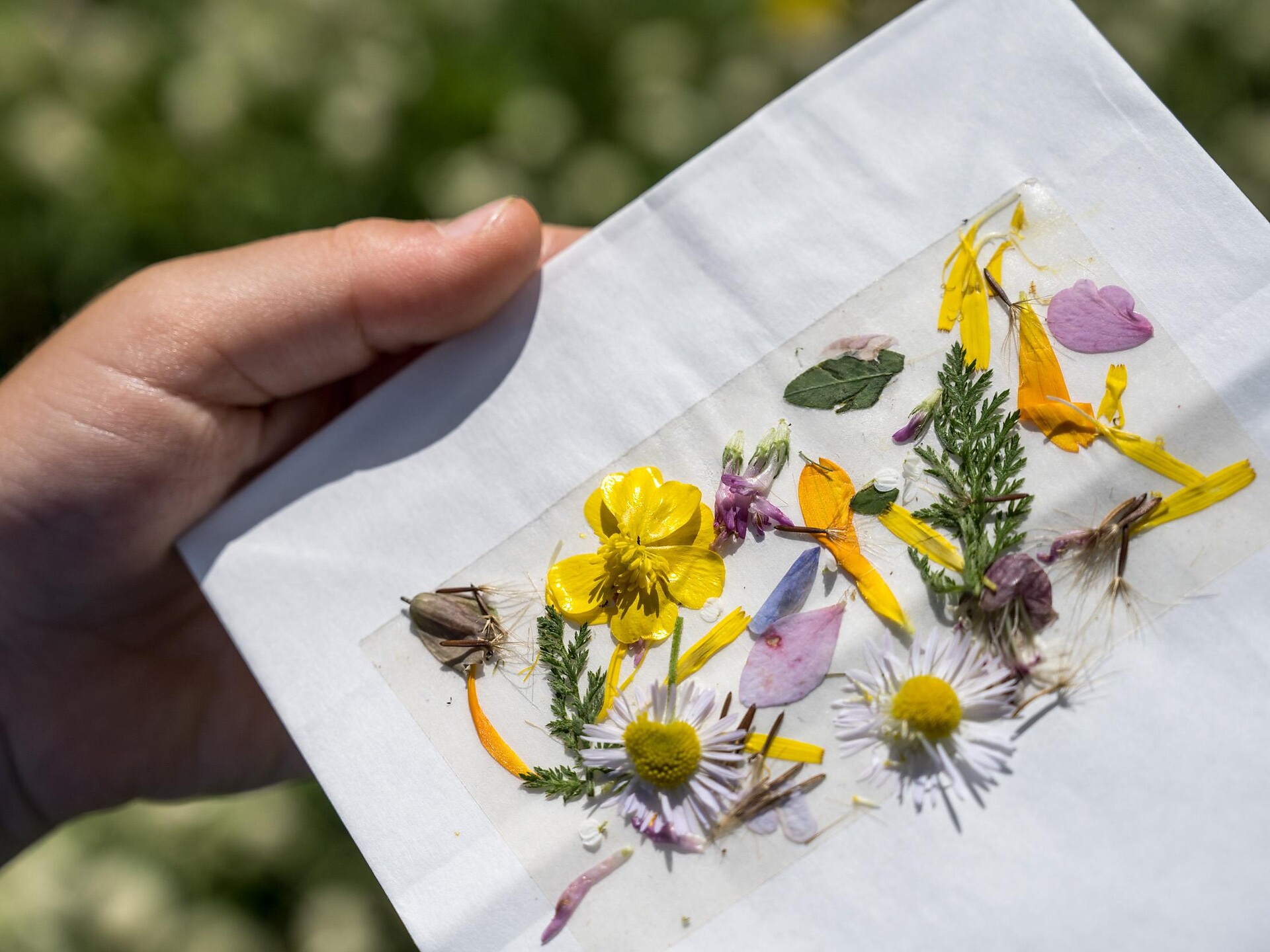Familienprogramm: Wildkräuter – Schätze am Wegesrand - Meran und Umgebung - #1 - suedtirol.info