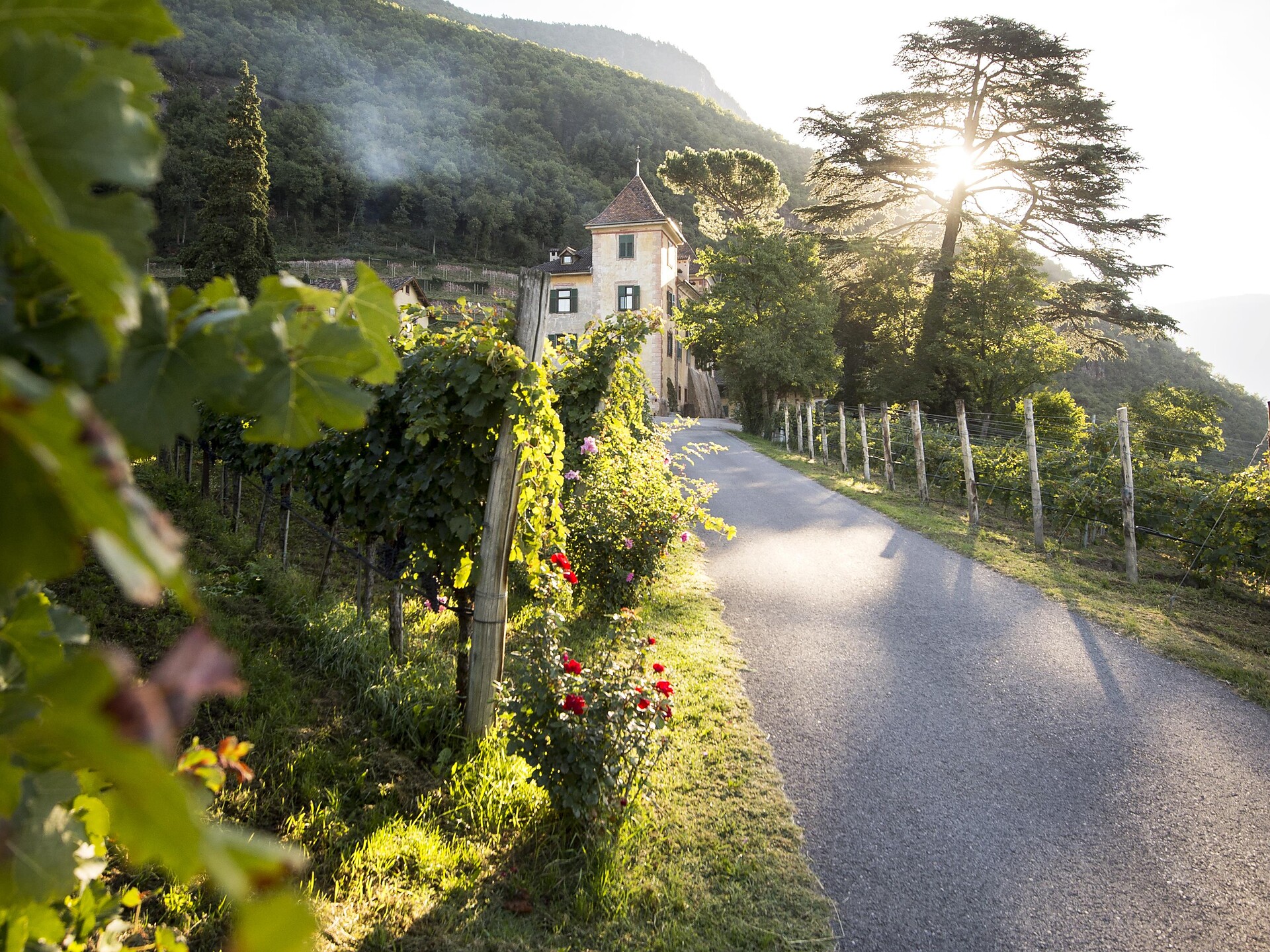 Führung und Verkostung im Weingut Kornell - Südtiroler Weinstraße - #1 - suedtirol.info