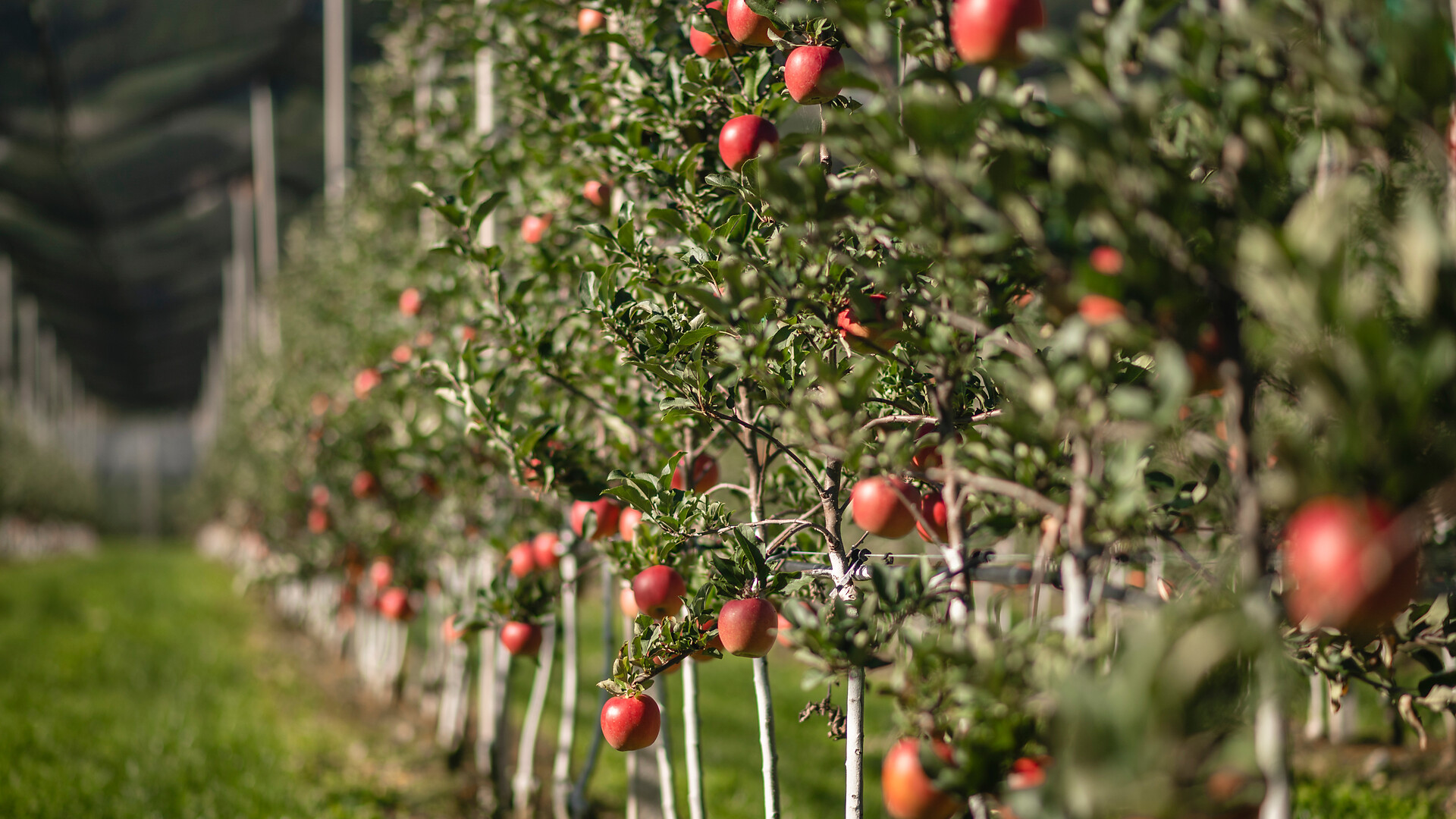 Guided tour and visit of the fruit cooperative Texel - Meran/Merano and environs - #3 - suedtirol.info