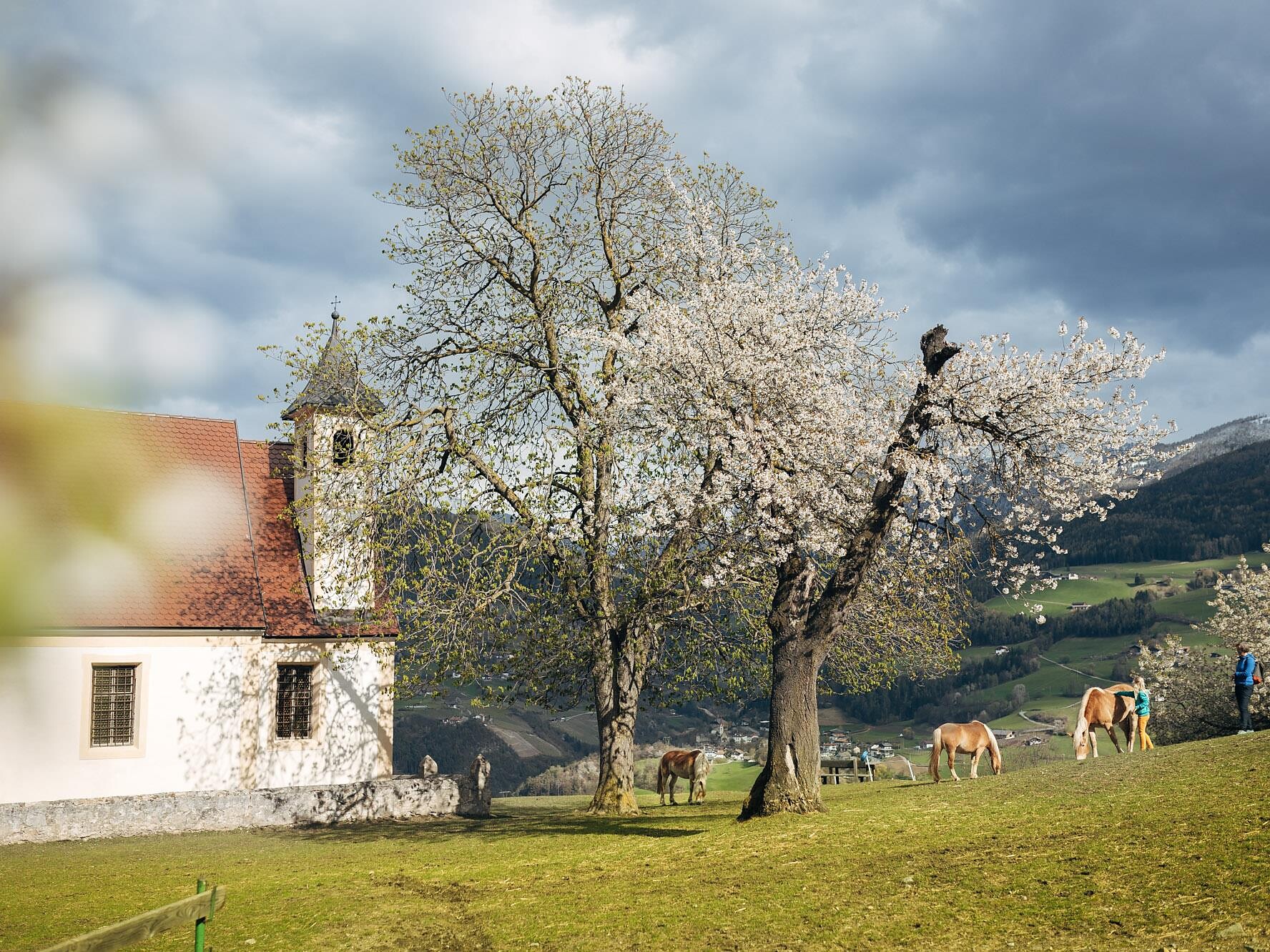 Spring awakening in the home of the chestnut tree Feldthurns/Velturno 2 suedtirol.info