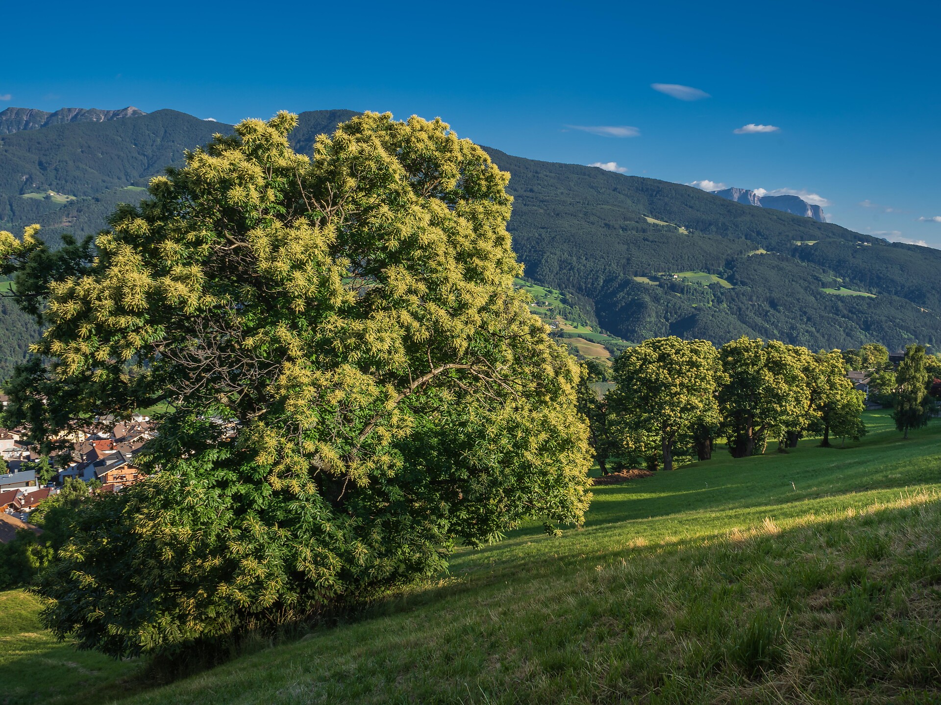 Spring awakening in the home of the chestnut tree Feldthurns/Velturno 1 suedtirol.info