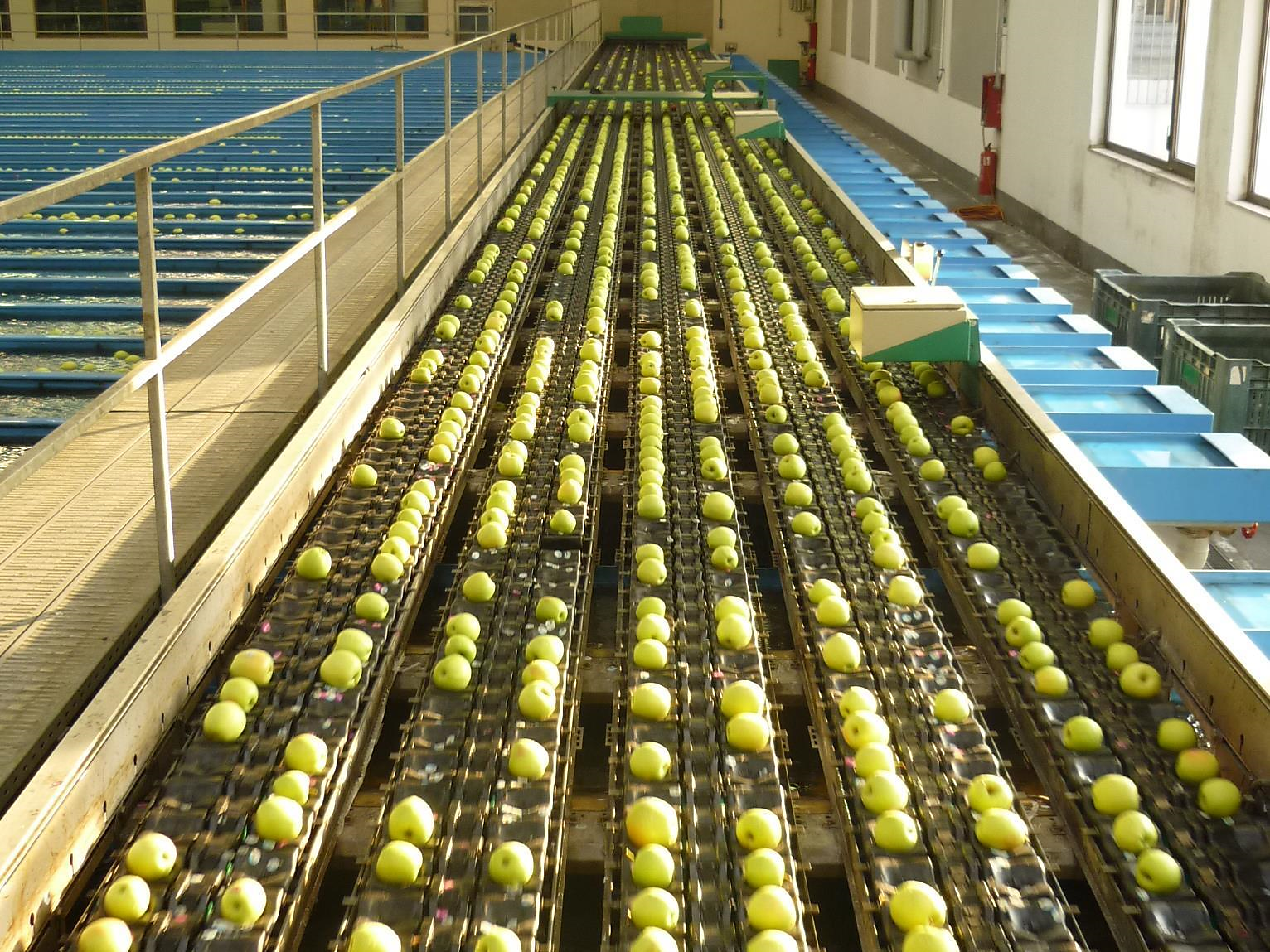 Visita guidata nella Cooperativa di frutta Texel Naturno 2 suedtirol.info