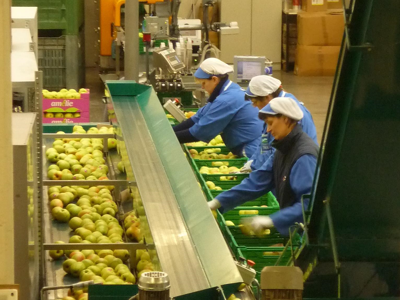 Visita guidata nella Cooperativa di frutta Texel Naturno 3 suedtirol.info