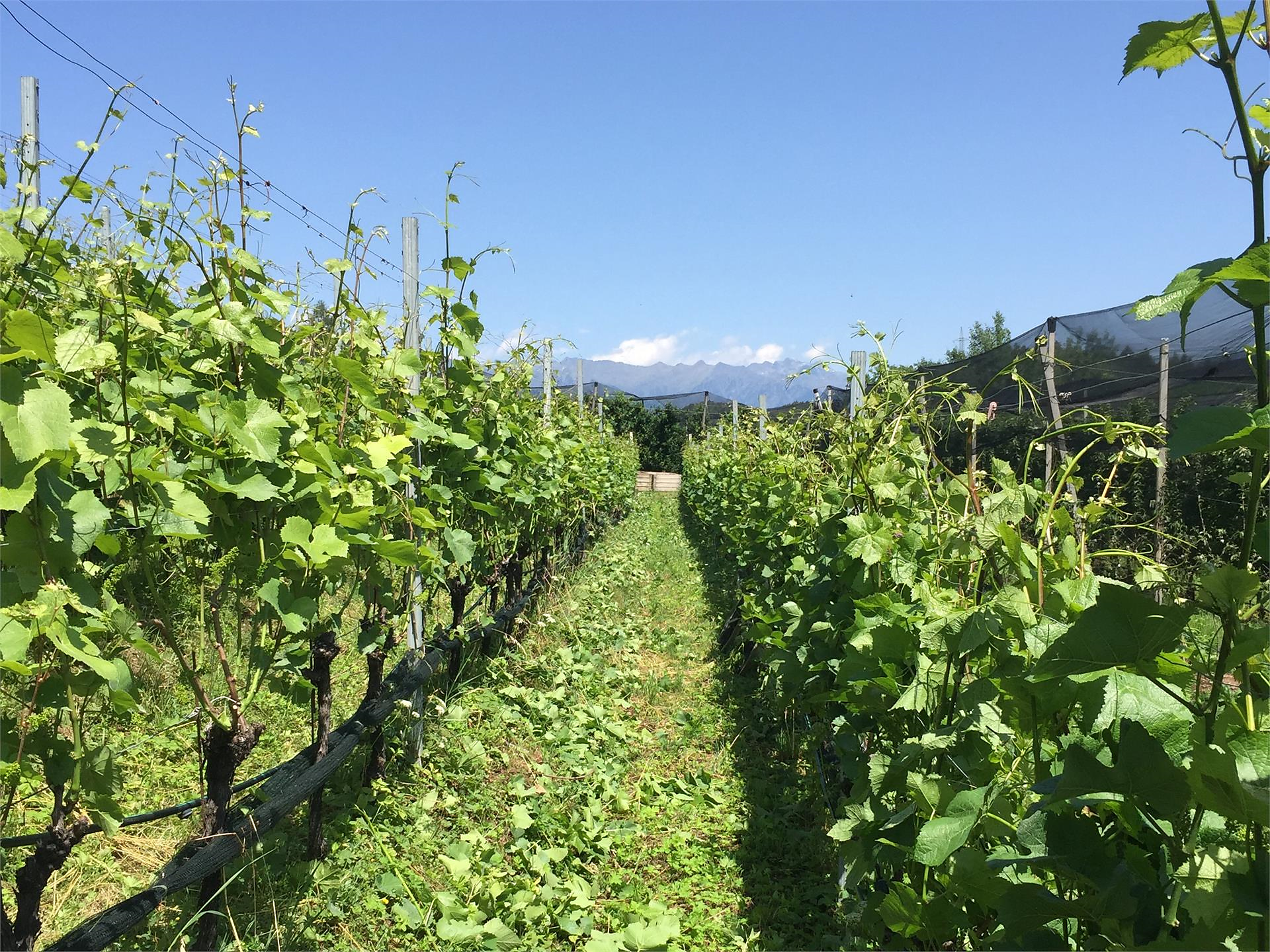 Führung am Weingut Großkemat Tisens 1 suedtirol.info