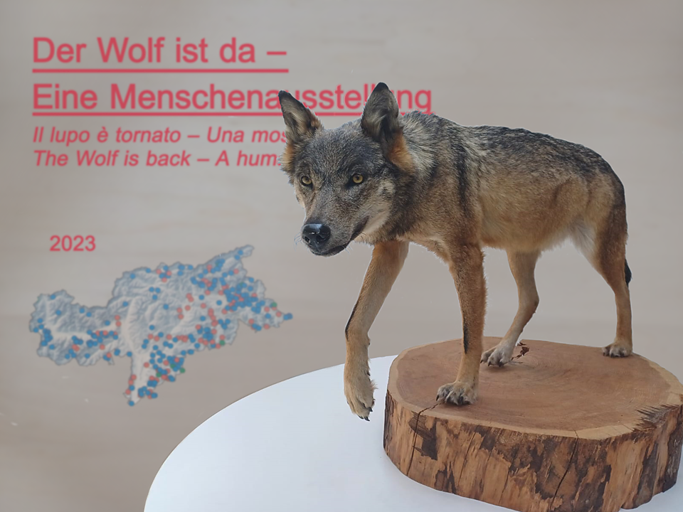 Il lupo è tornato: una mostra umana - Regione dolomitica Alpe di Siusi - #2 - suedtirol.info