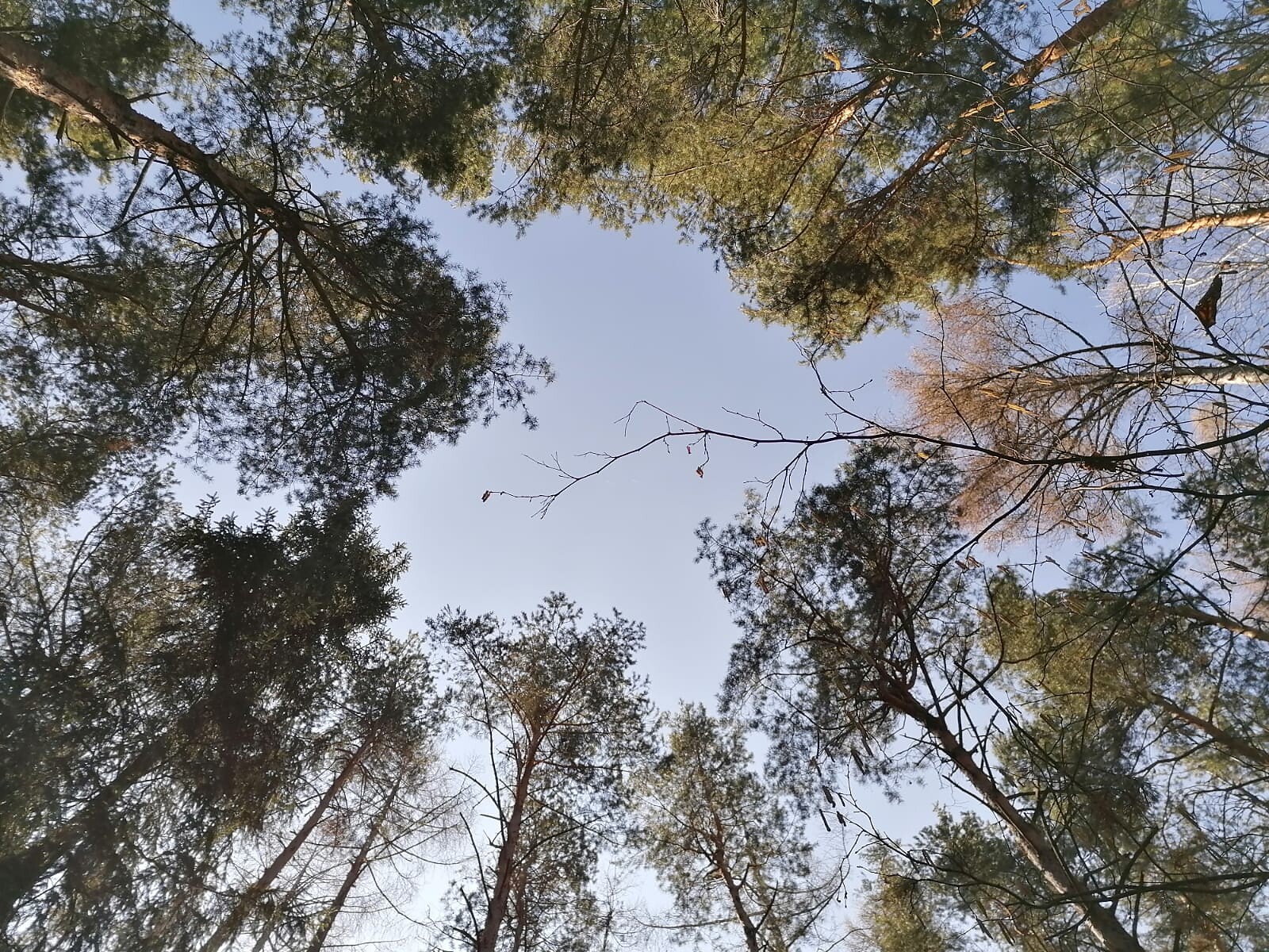 Forest bathing per Donne - Un viaggio verso sé stesse Vipiteno 1 suedtirol.info