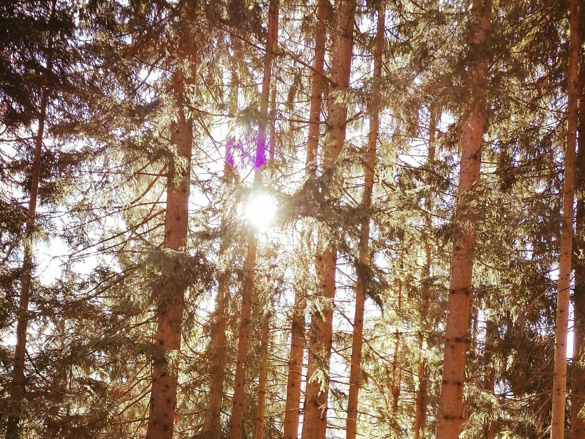 Forest bathing per Donne - Un viaggio verso sé stesse Vipiteno 2 suedtirol.info