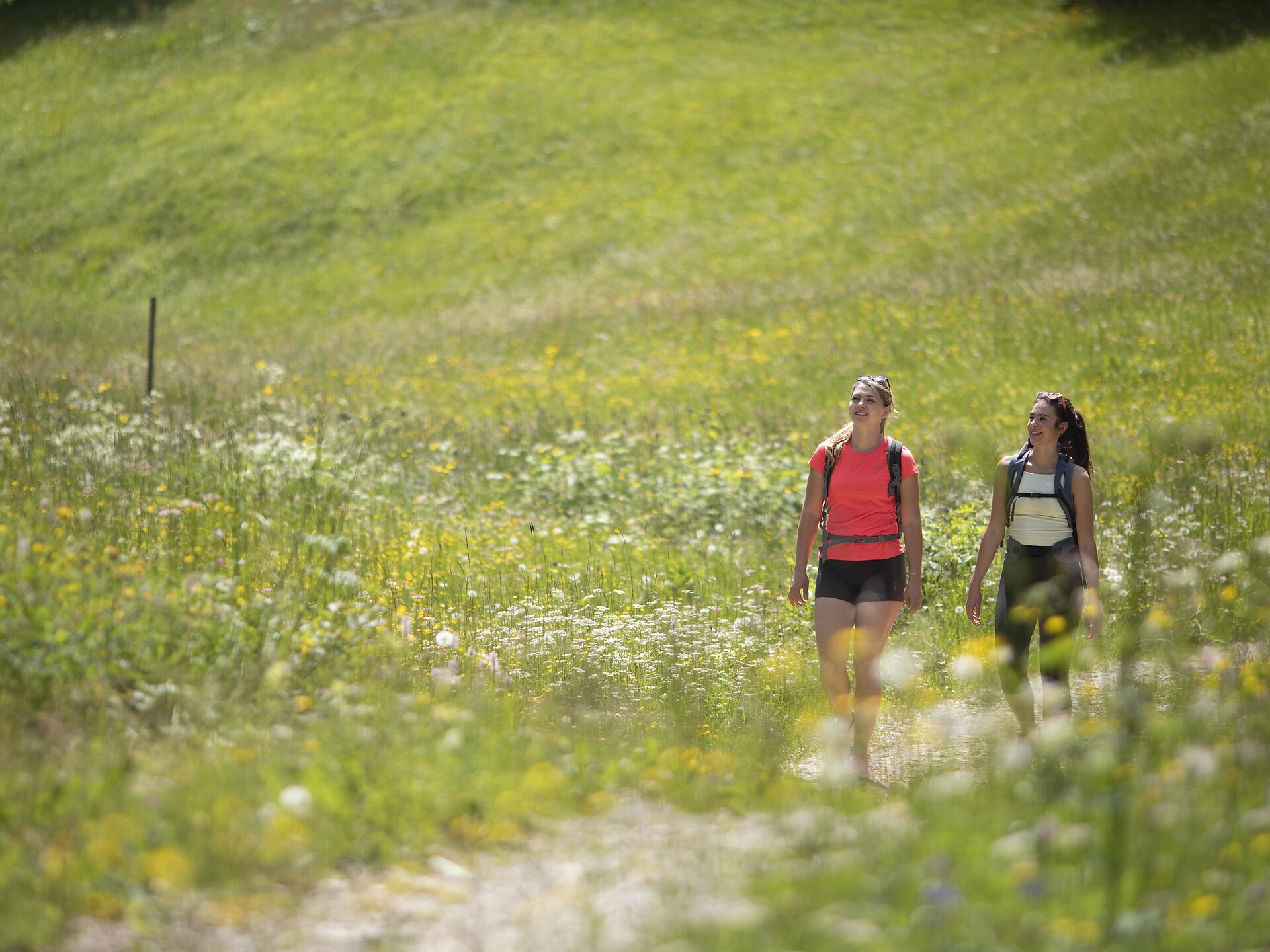 Geführte Wanderung: Adel und Bauern - die Sommerfrische auf der Mendel - Südtiroler Weinstraße - #2 - suedtirol.info