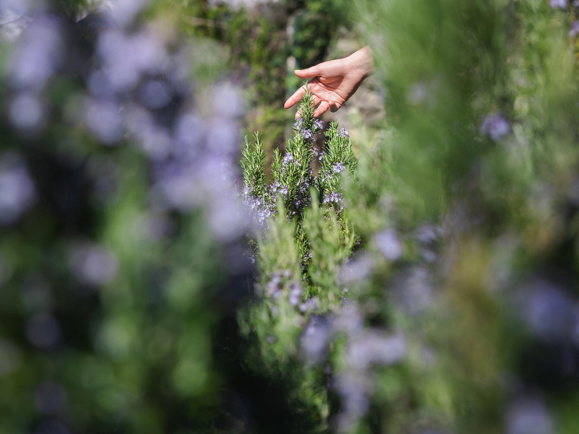 Visita con esperto al giardino pubblico delle erbe aromatiche Merano 1 suedtirol.info