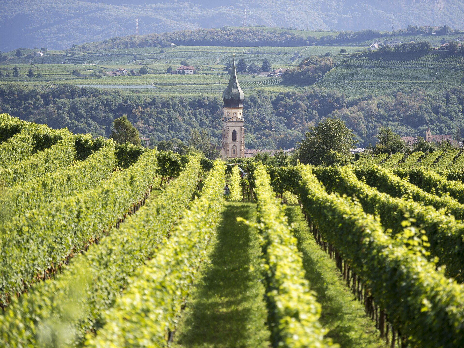 Faszination Weißburgunder Eppan an der Weinstaße/Appiano sulla Strada del Vino 1 suedtirol.info