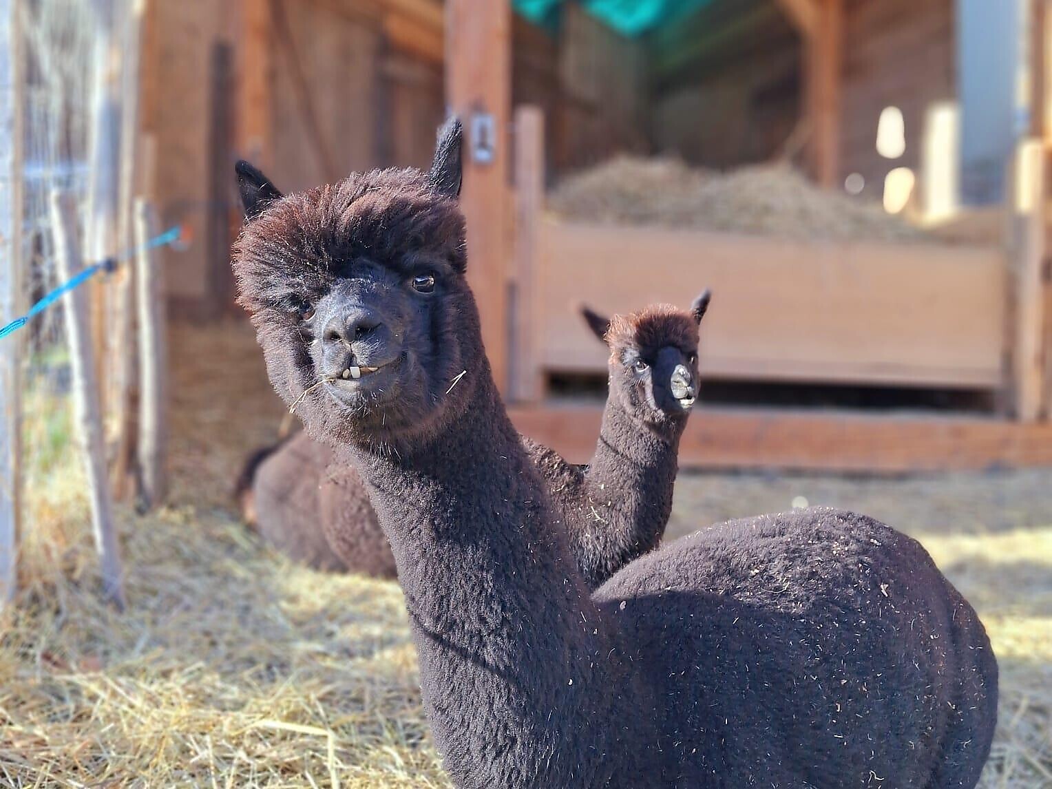 Family program: Alpaca family hike Feldthurns/Velturno 3 suedtirol.info
