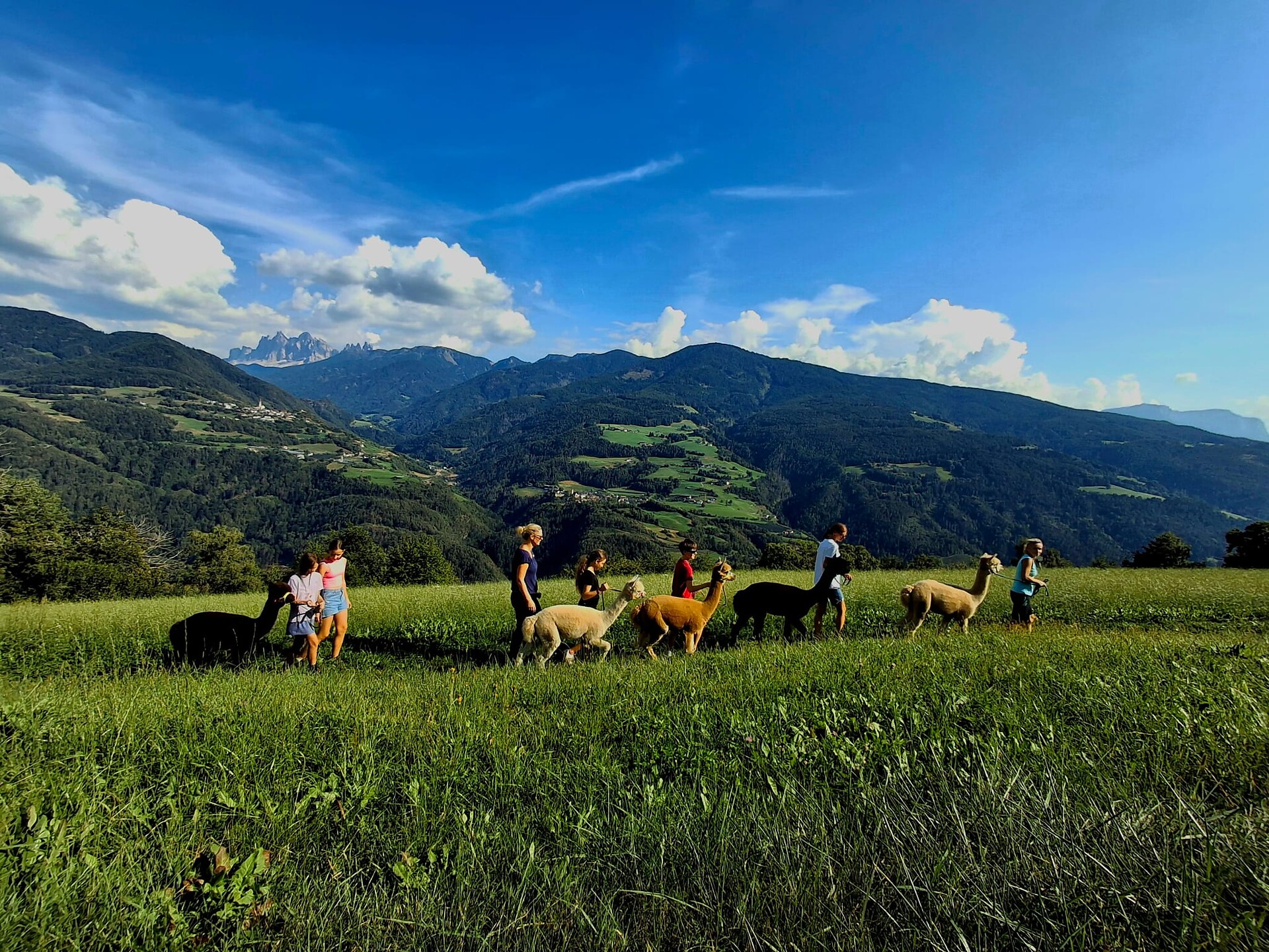 Family program: Alpaca family hike Feldthurns/Velturno 1 suedtirol.info