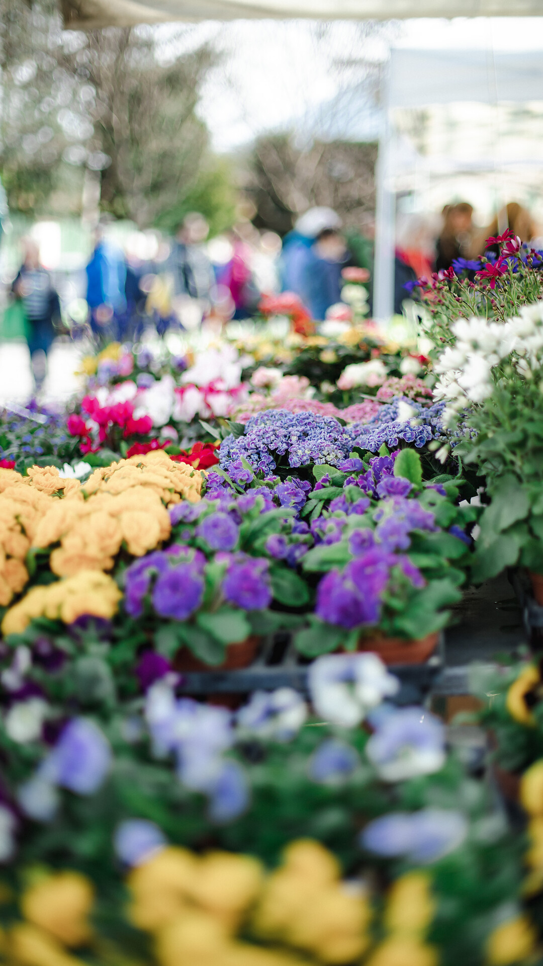 Frühlingsfest - Meran und Umgebung - #1 - suedtirol.info