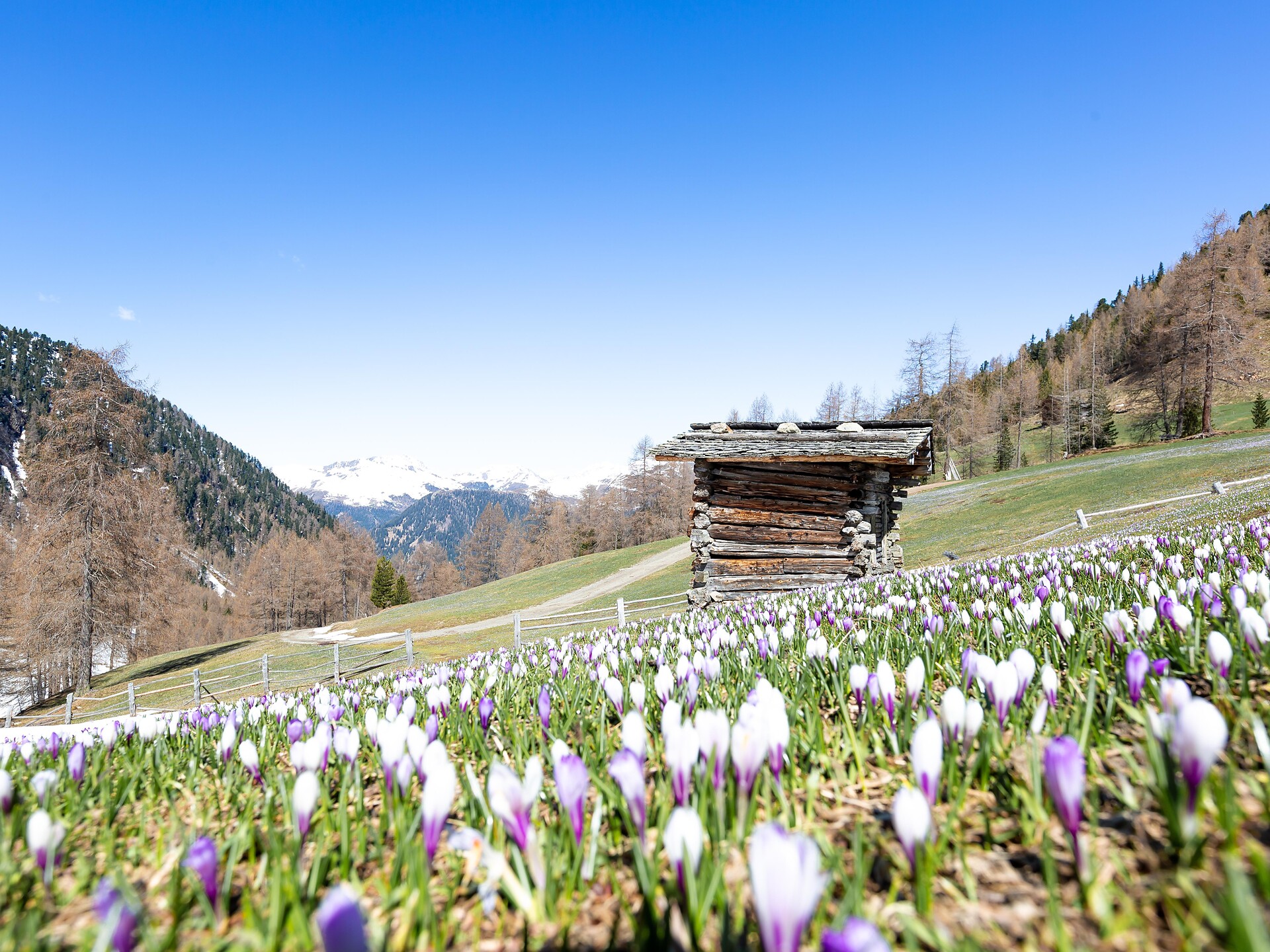 Il risveglio della primavera sulle malghe della Val Casies Monguelfo-Tesido 1 suedtirol.info