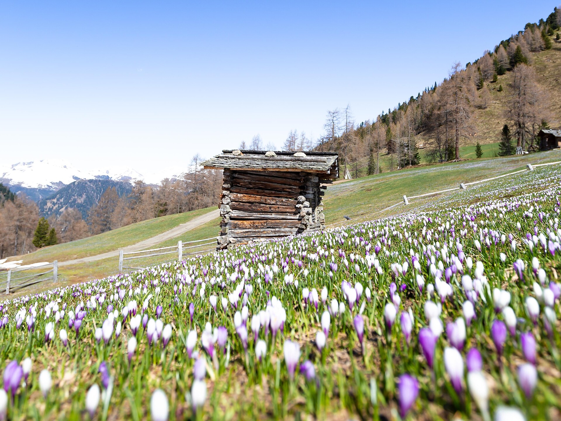 Il risveglio della primavera sulle malghe della Val Casies Monguelfo-Tesido 3 suedtirol.info