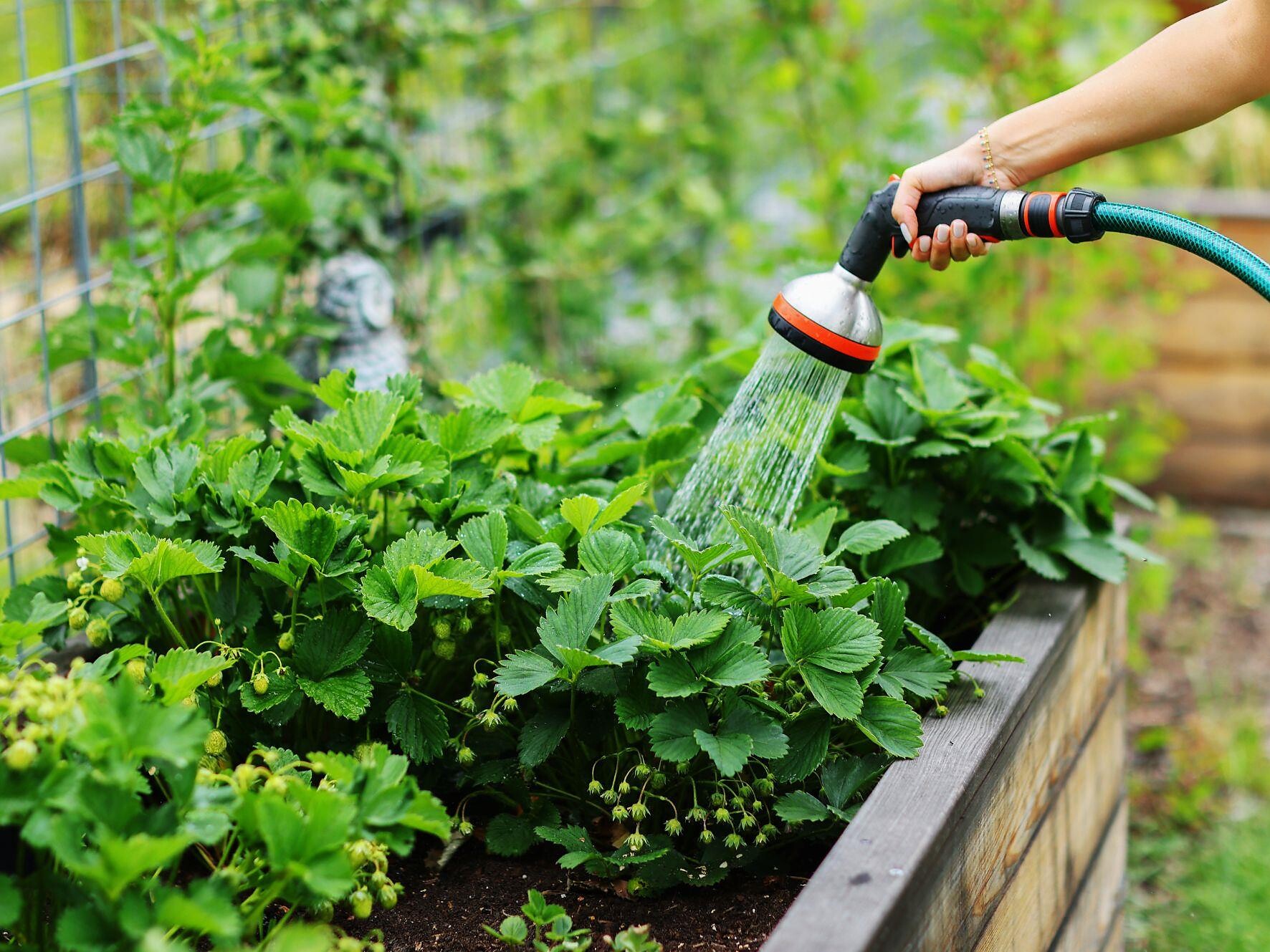 Gärtnern auf kleinem Raum - Balkon und Hochbeet - Brixen und Umgebung - #1 - suedtirol.info