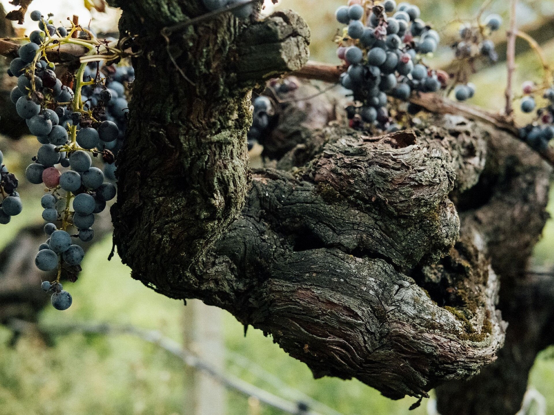 Un calcie tra i vigneti con uno spuntino - Strada del Vino - #2 - suedtirol.info