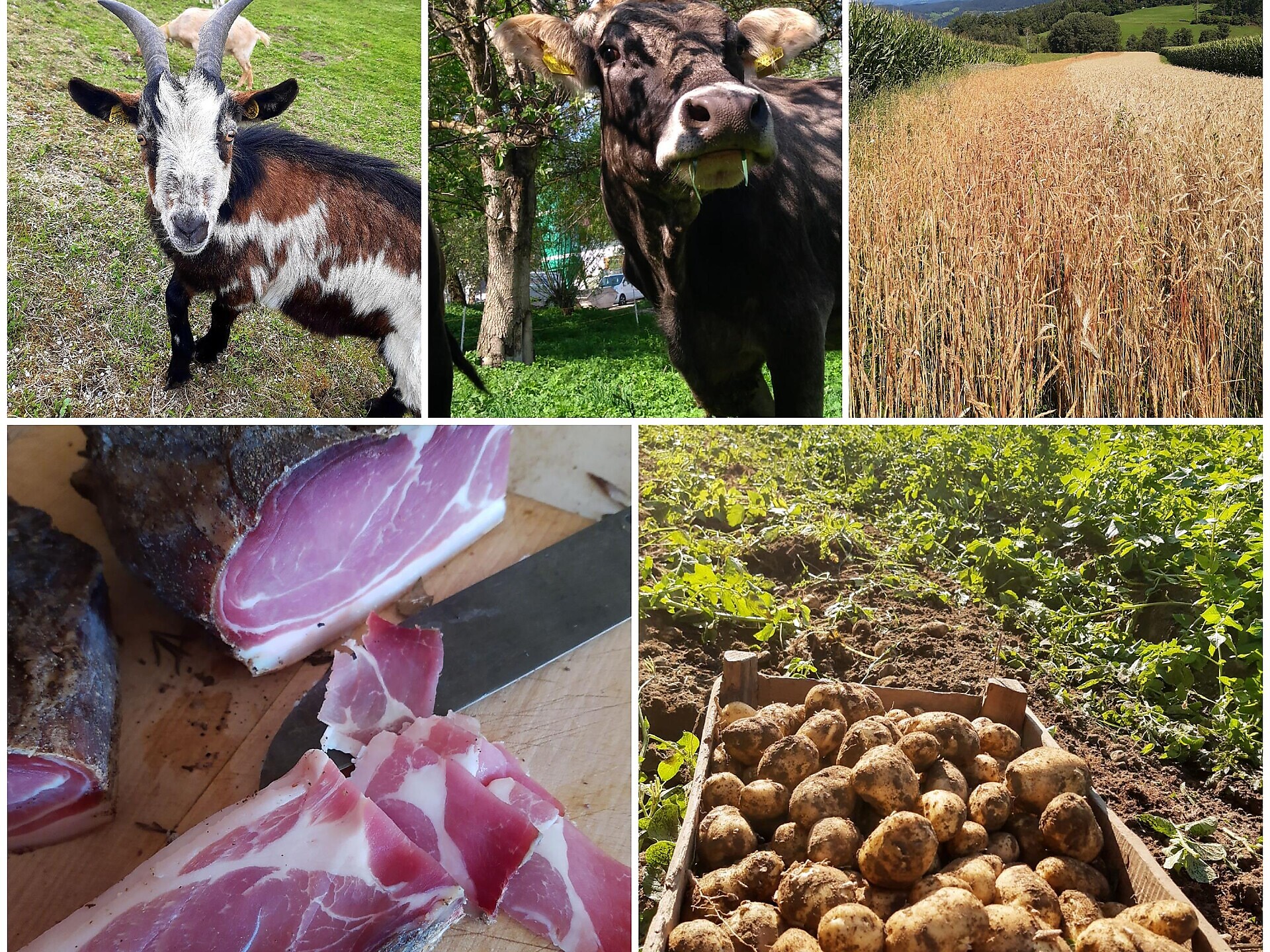 Geführte Rundwanderung "GRÜN IST WUNDERBAR" - Dolomitenregion Kronplatz - #2 - suedtirol.info