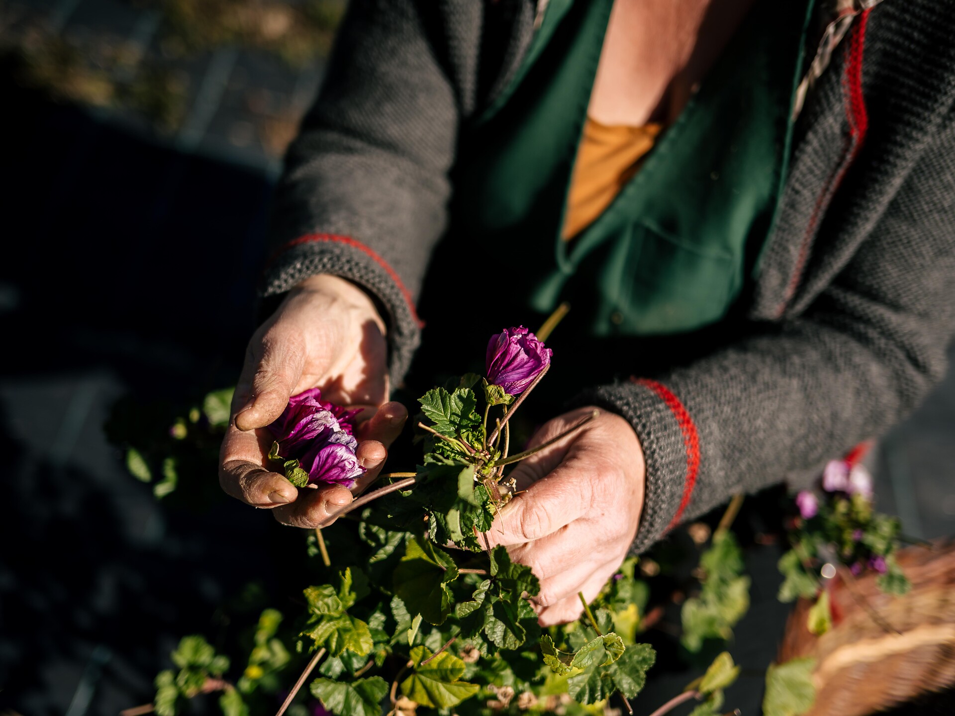 Visita guidata nell'orto delle erbe aromatiche a "Kreitla" - Bressanone e dintorni - #2 - suedtirol.info