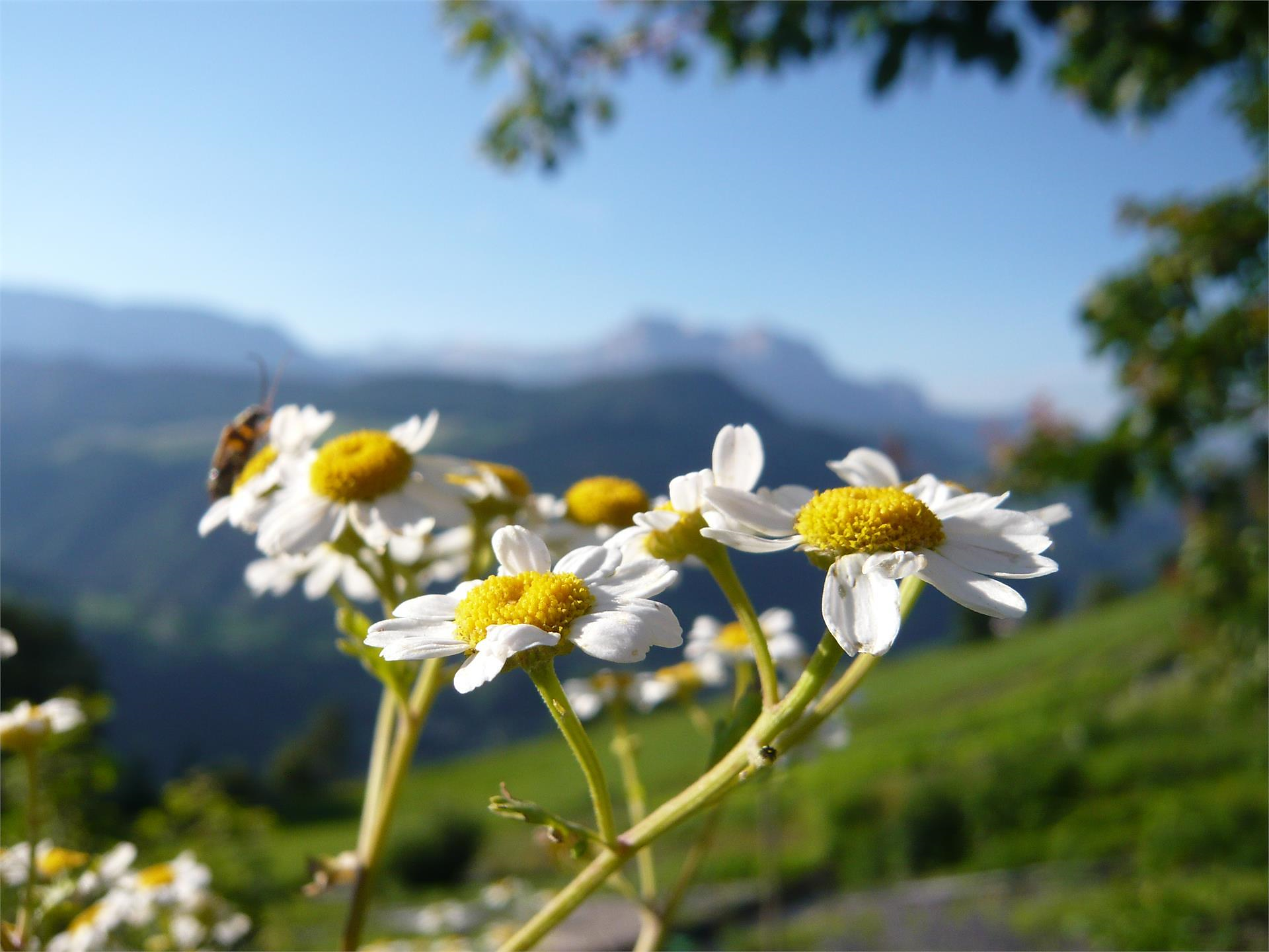 Geführte Kräutergartenwanderung im "Kreitla" - Brixen und Umgebung - #2 - suedtirol.info