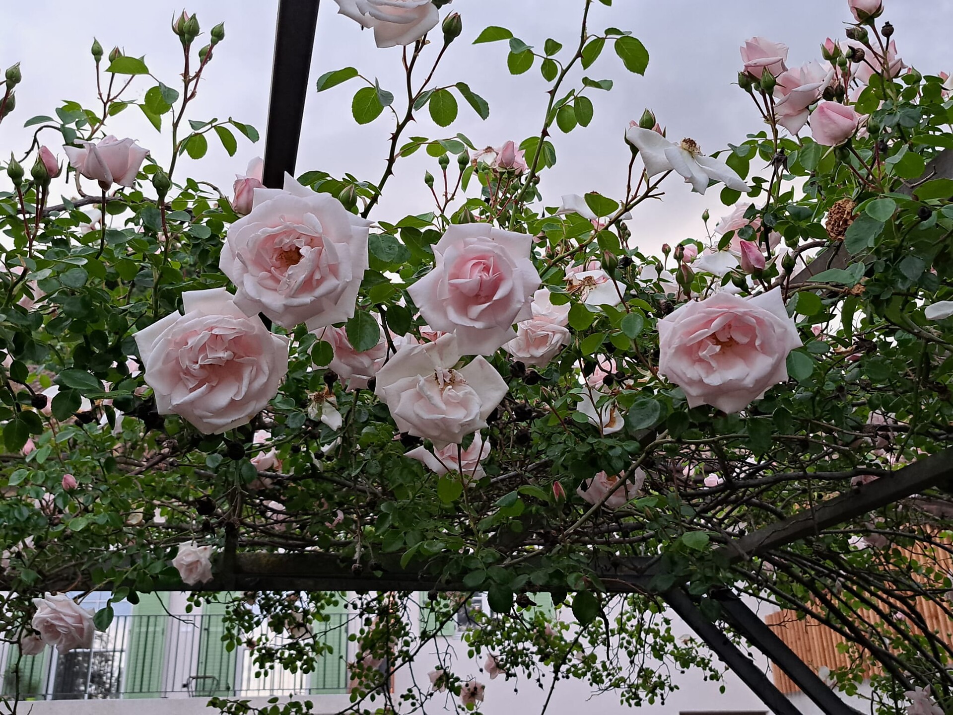 Garten Adami an der Hauptstraße - Gartenliebe Andrian & Terlan 2026 - Südtiroler Weinstraße - #2 - suedtirol.info