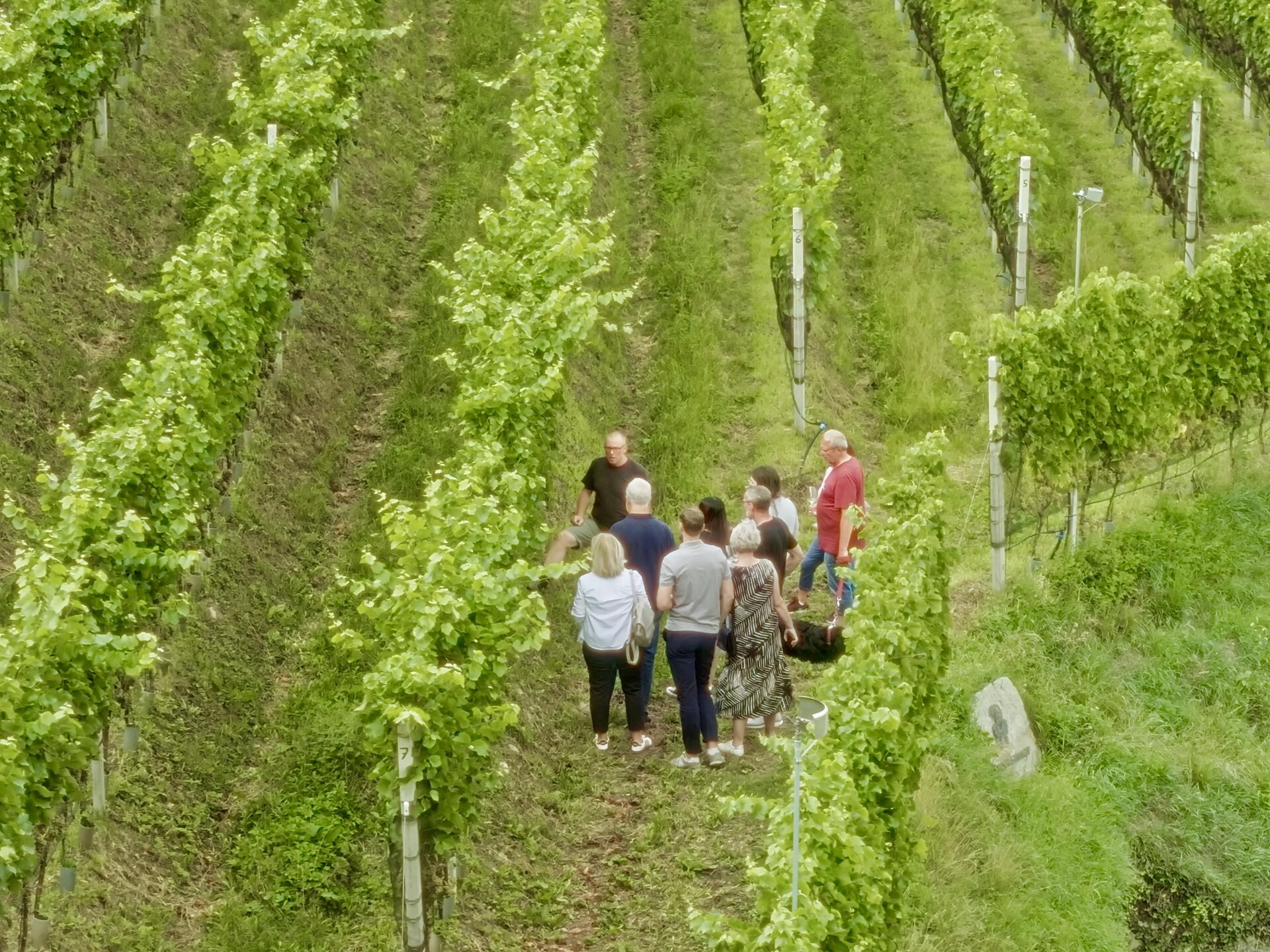 Genusspfad durch Weinberg und Keller - Aperitivo am Weingut Pardellerhof - Meran und Umgebung - #3 - suedtirol.info