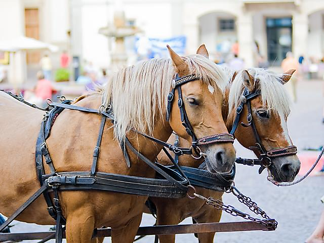 Georgs Trophy Haflinger Pferdezuchtverein Überetsch Unterland - Südtiroler Weinstraße - #1 - suedtirol.info
