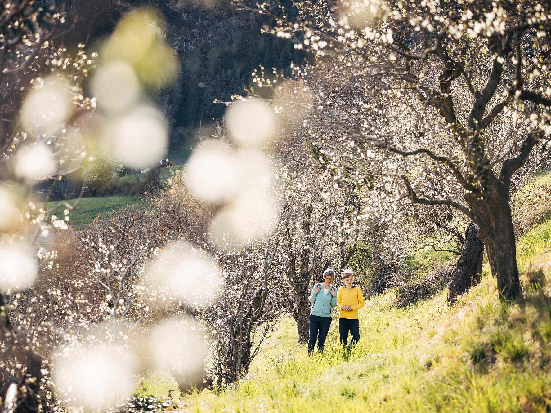 Guided spring hike in Barbian - Brixen/Bressanone and environs - #1 - suedtirol.info
