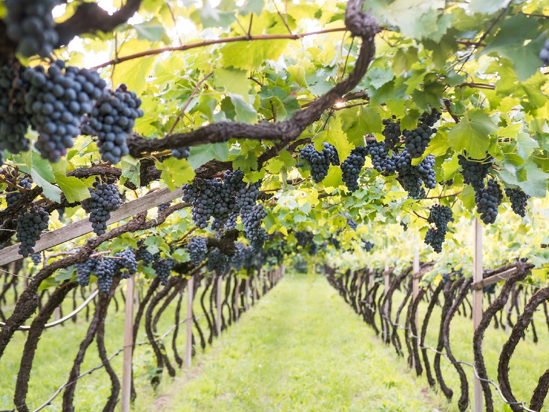 Gourmetherbst: Abendverkostung mit dem Weingut Pfannenstielhof - Meran und Umgebung - #3 - suedtirol.info